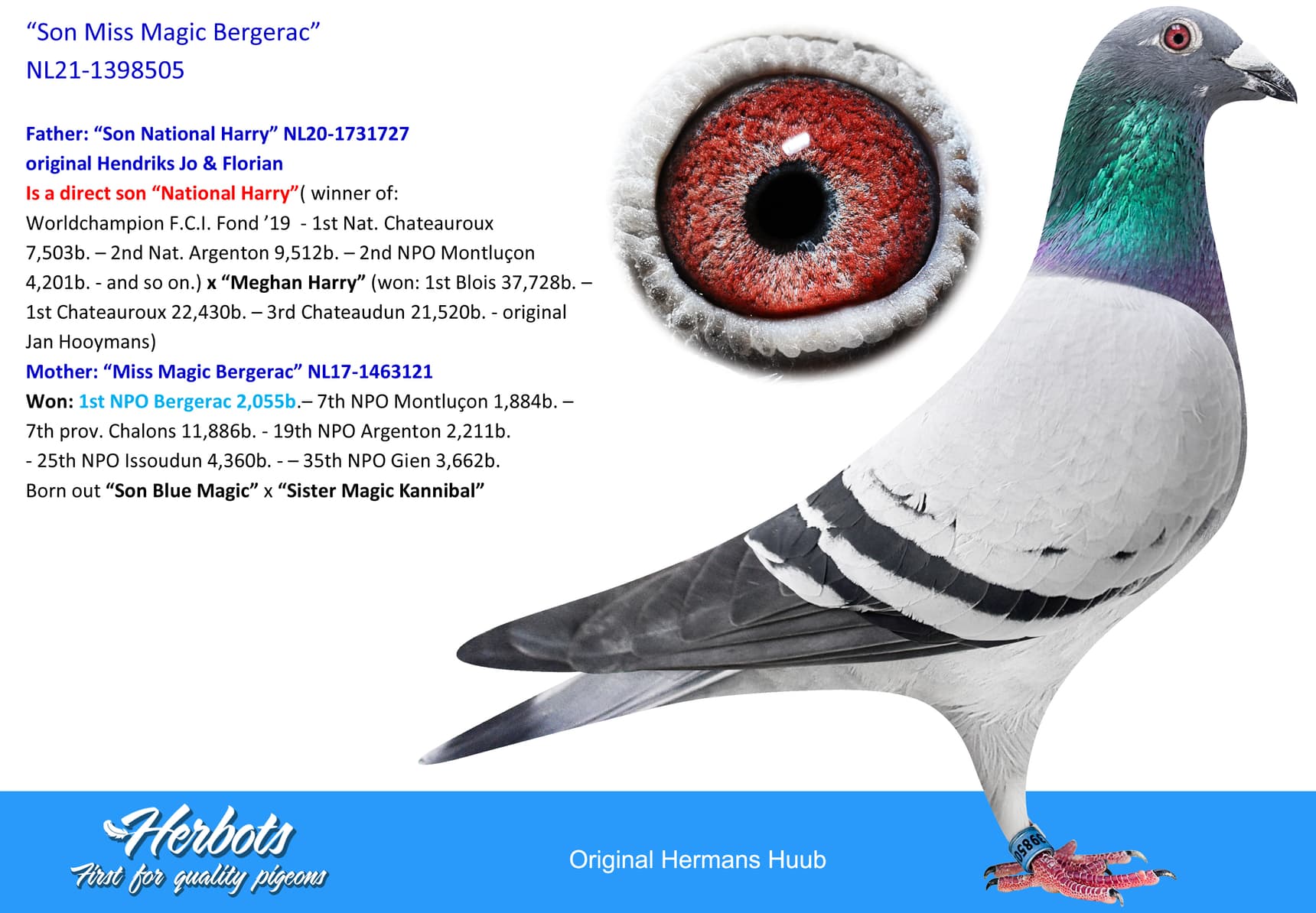 pigeon: undefined