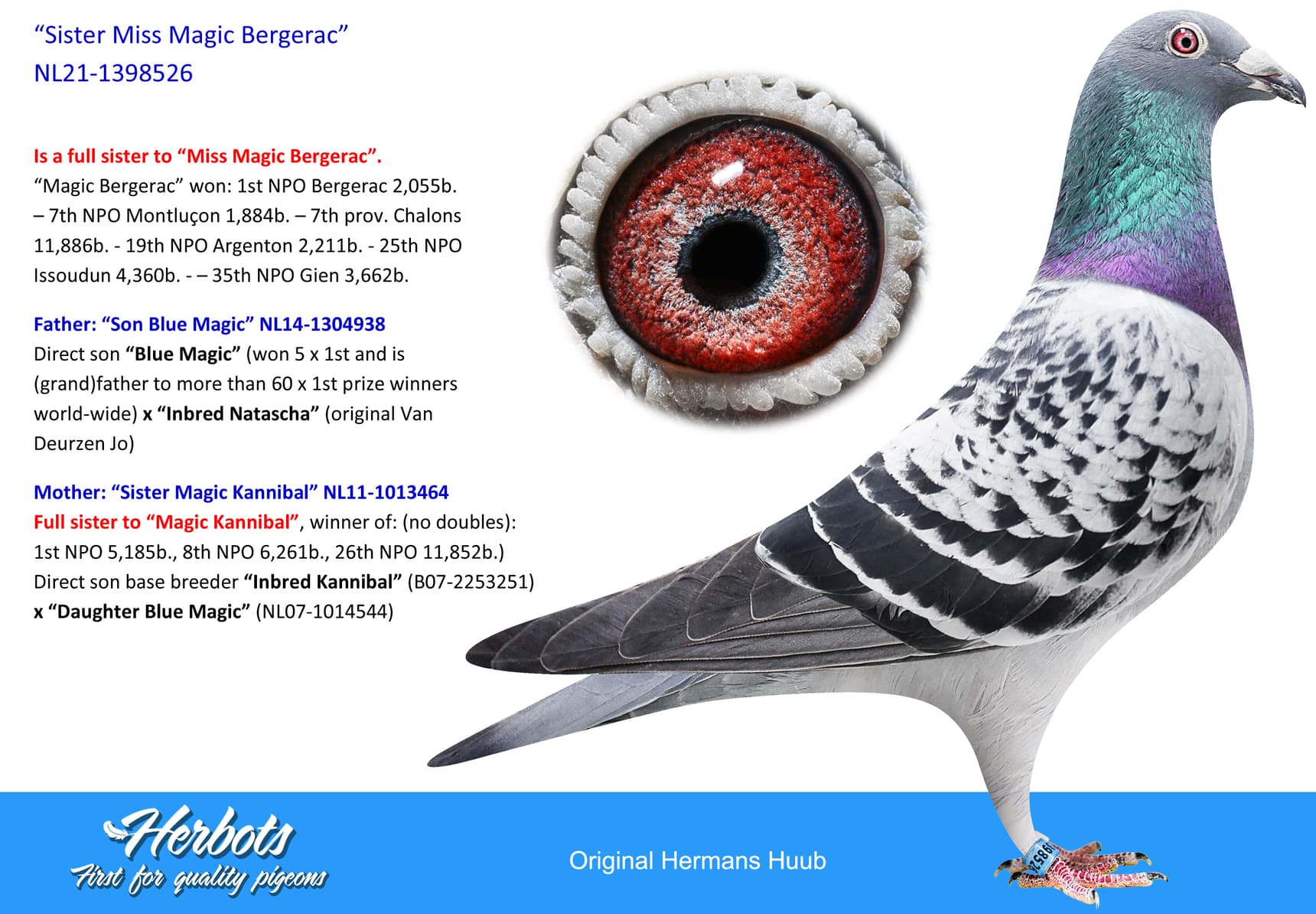 pigeon: undefined
