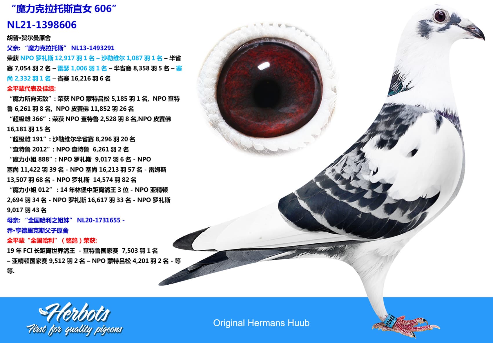 pigeon: “魔力克拉托斯直女606”