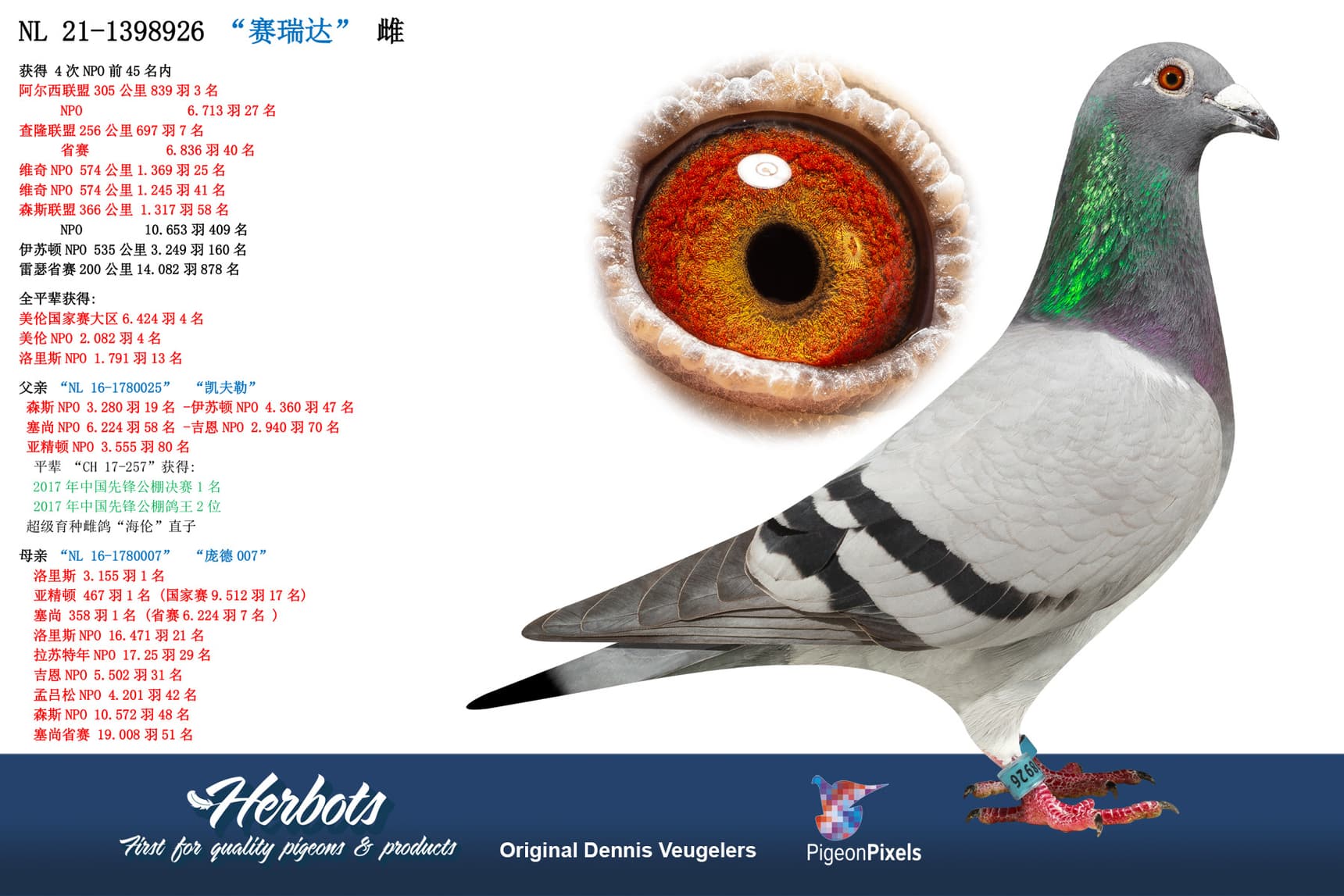 pigeon: “赛瑞达”