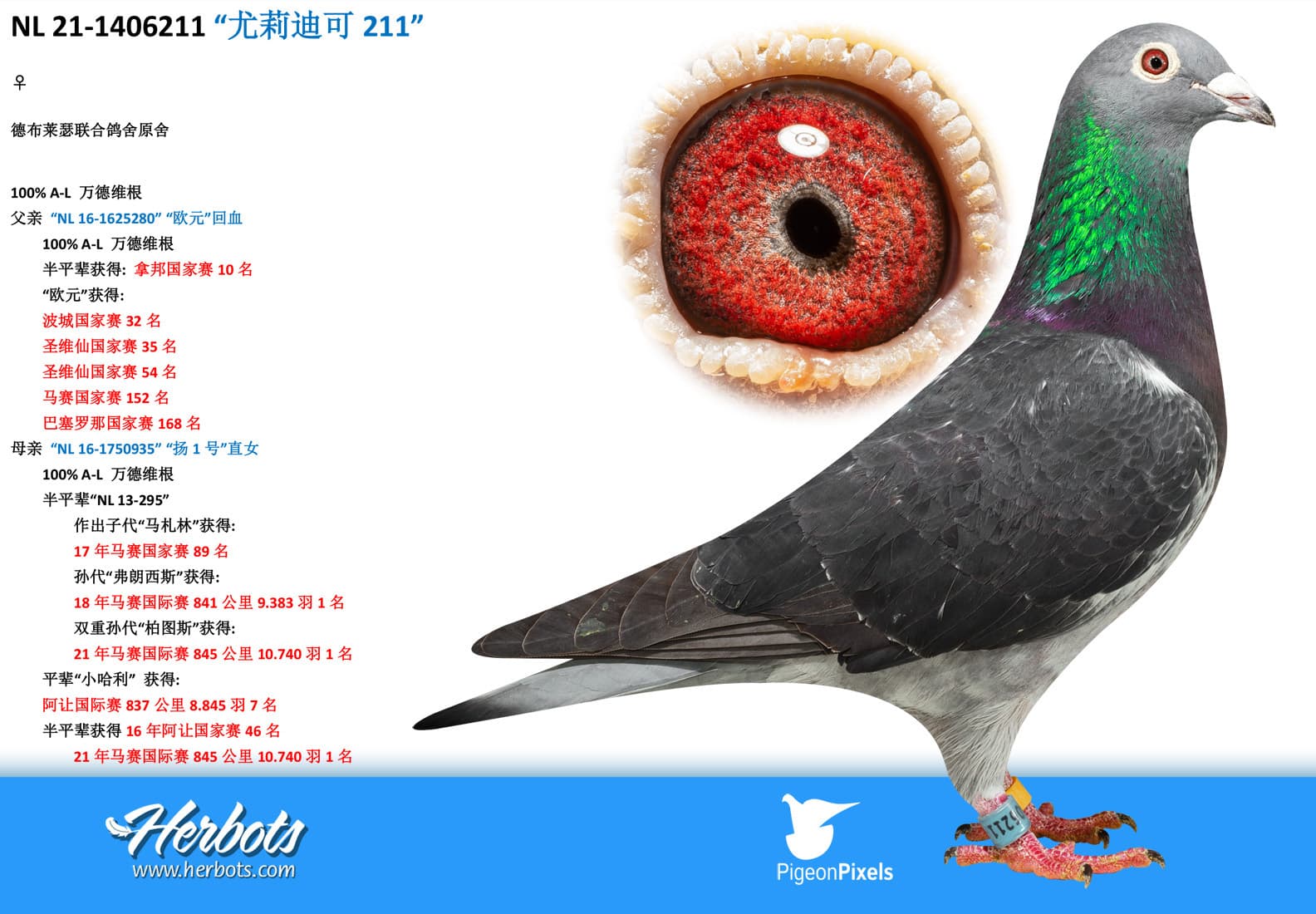 pigeon: undefined