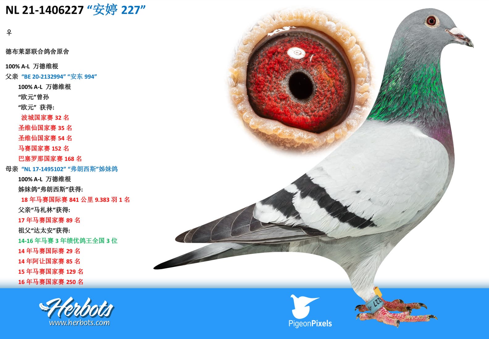 pigeon: undefined