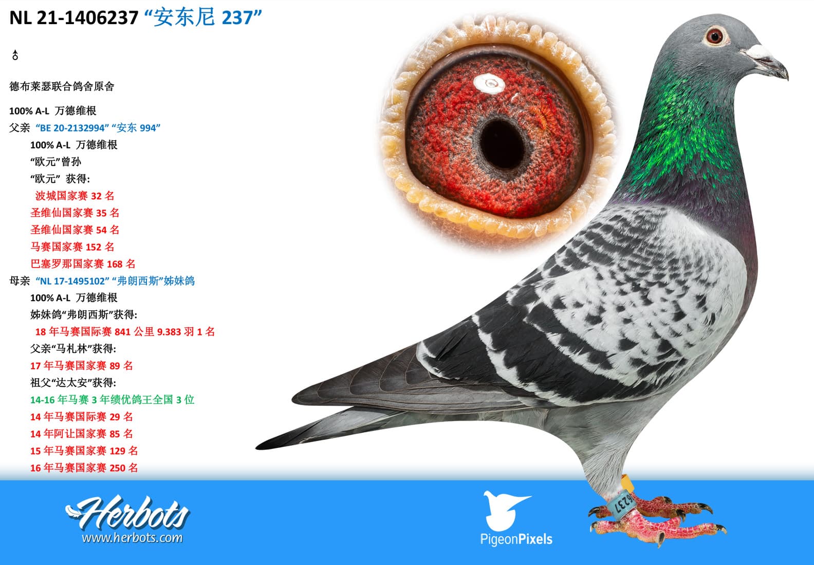 pigeon: undefined