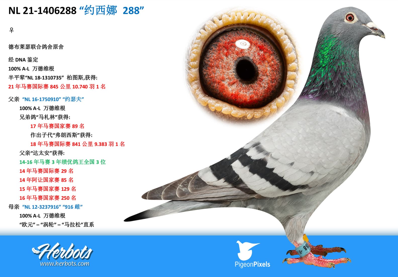pigeon: undefined