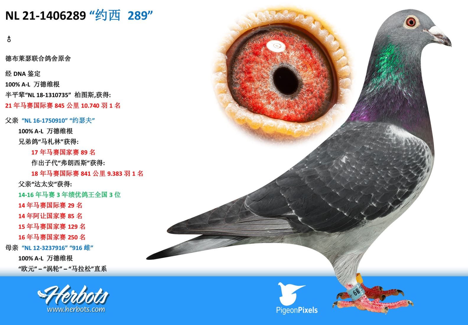 pigeon: undefined