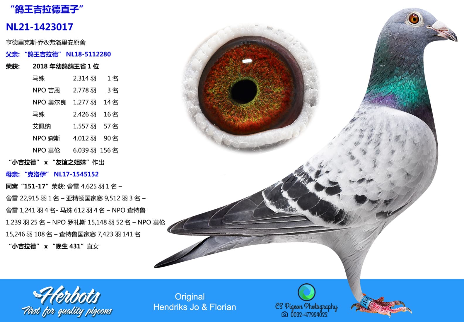 pigeon: undefined
