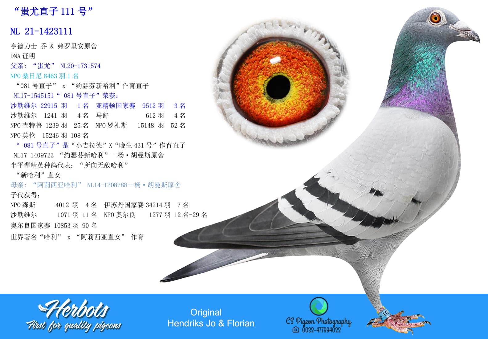 pigeon: “蚩尤直子111号”
