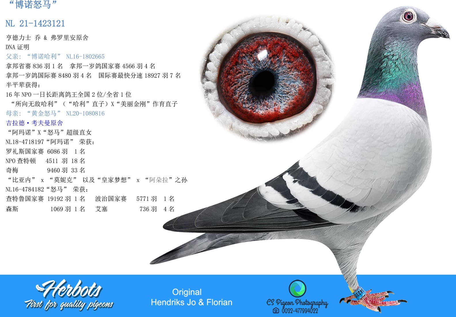 pigeon: undefined