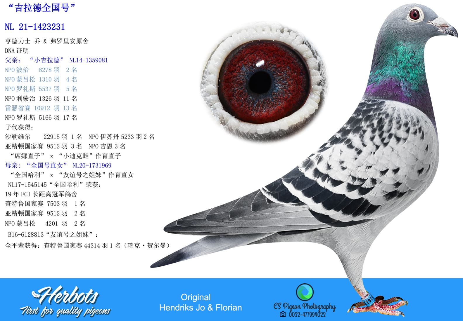 pigeon: undefined