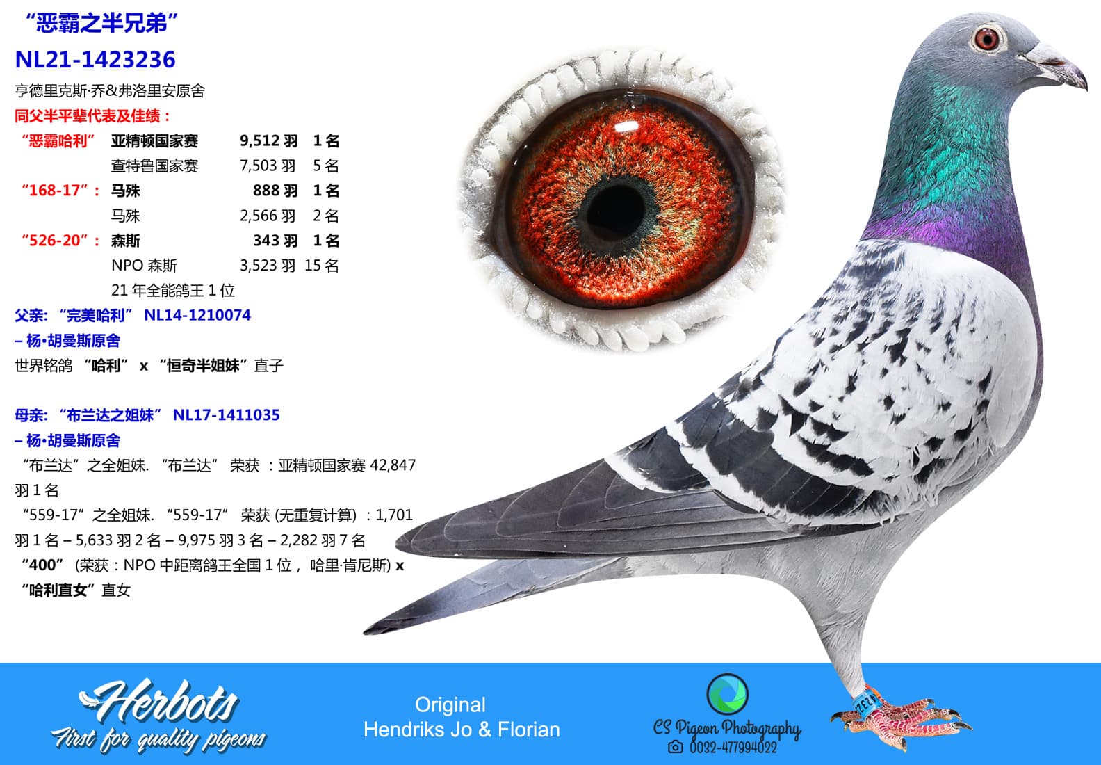 pigeon: “恶霸之半兄弟”