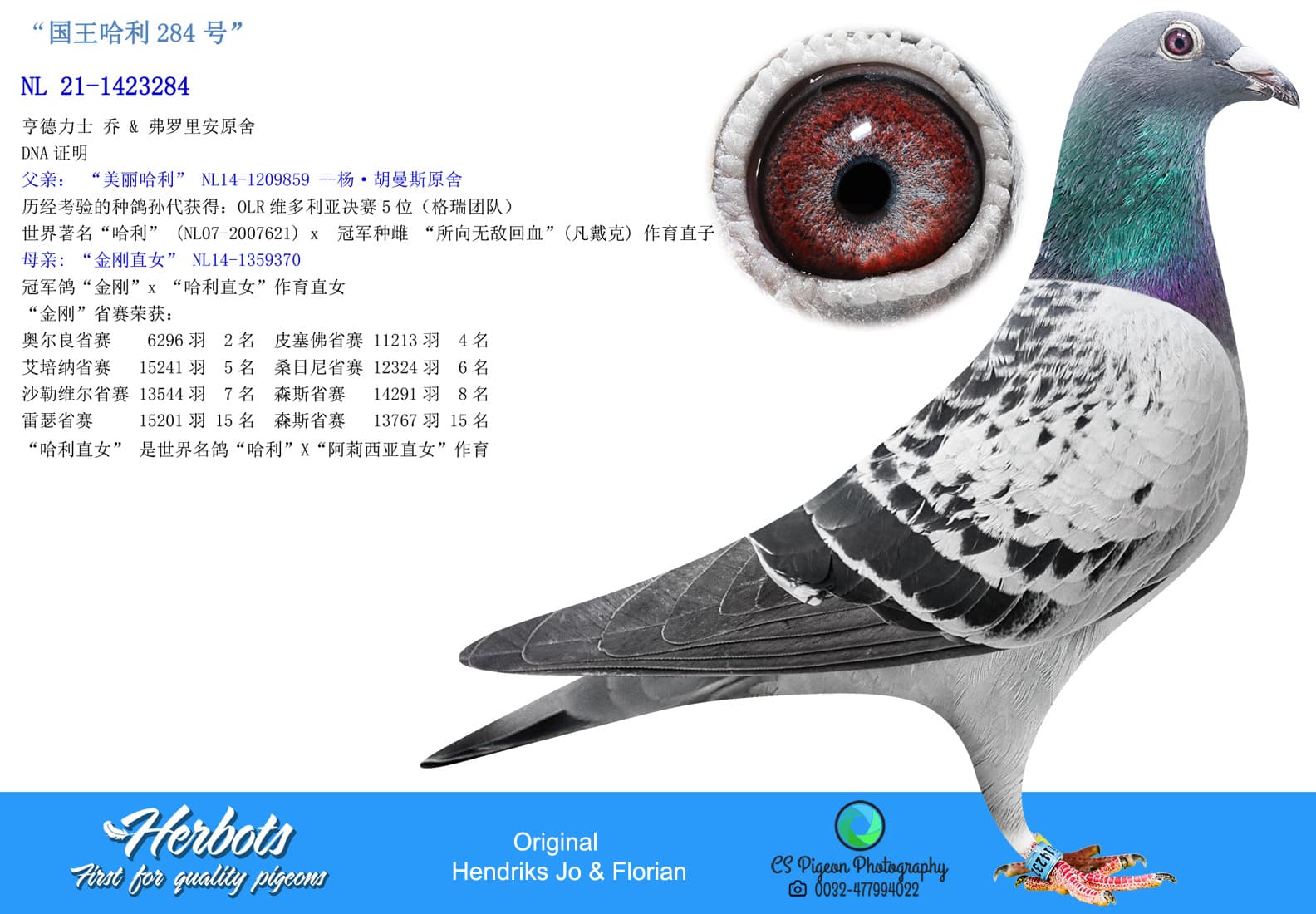 pigeon: undefined