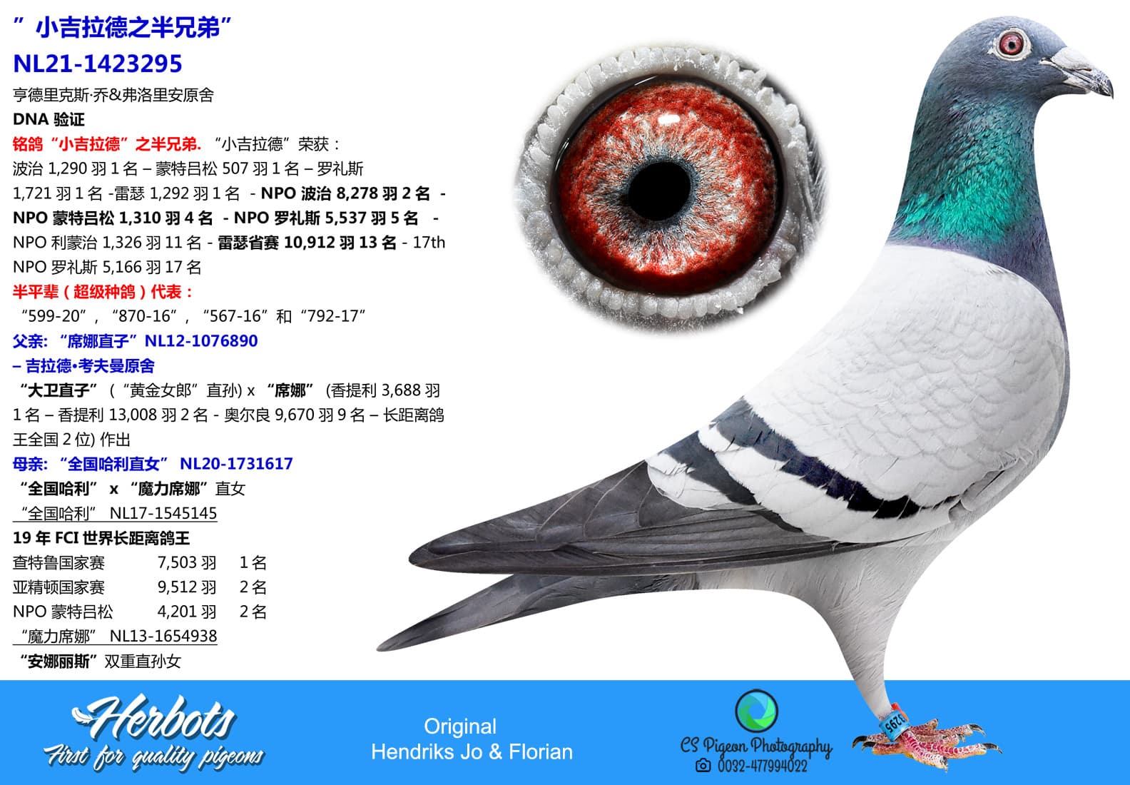 pigeon: undefined
