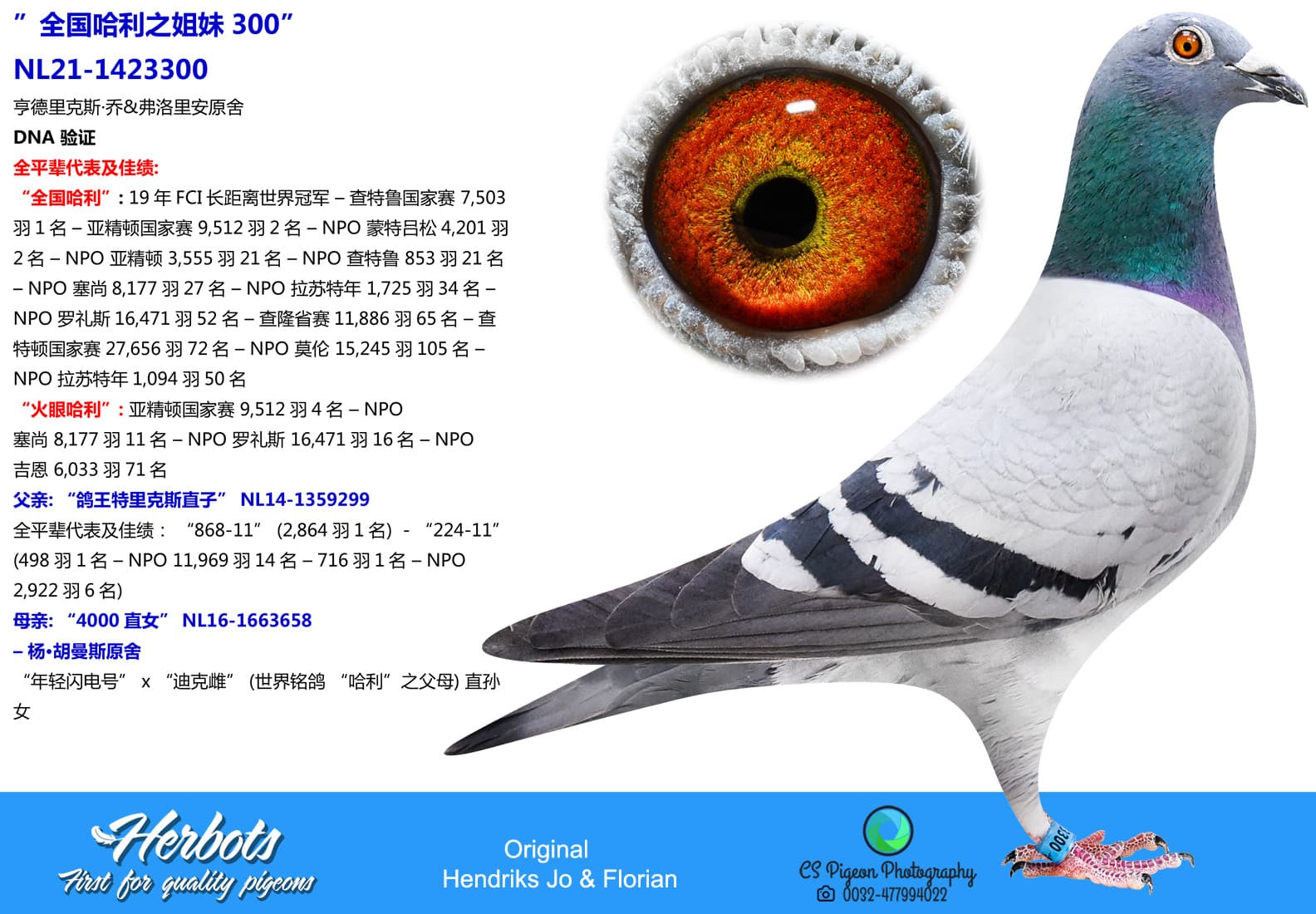 pigeon: undefined