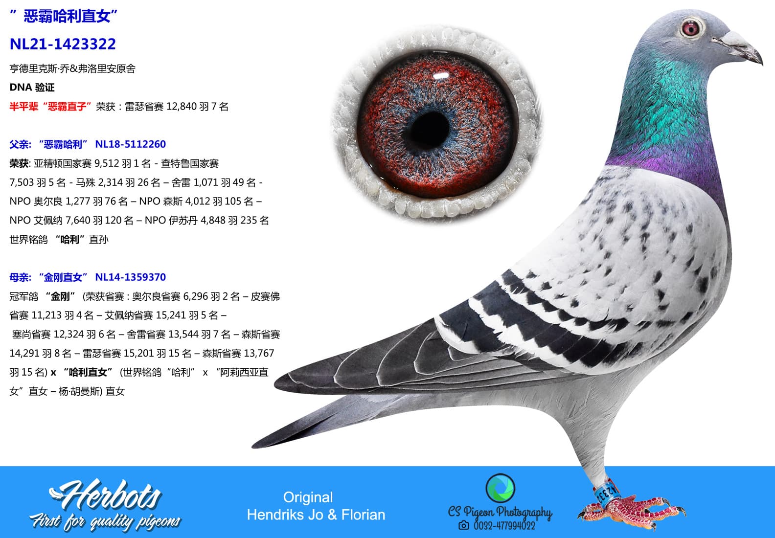 pigeon: undefined