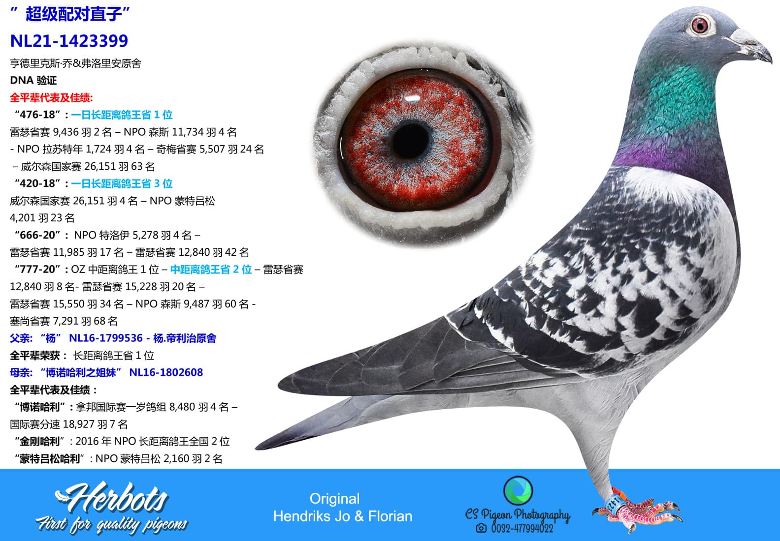 pigeon: undefined