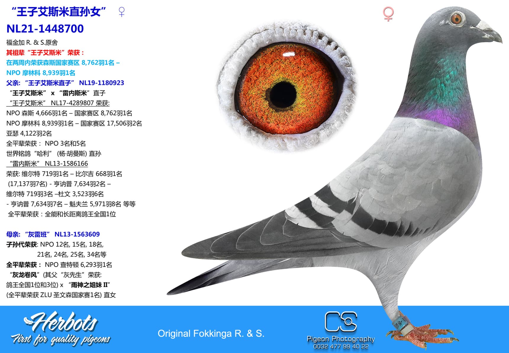 pigeon: “王子艾斯米直孙女”