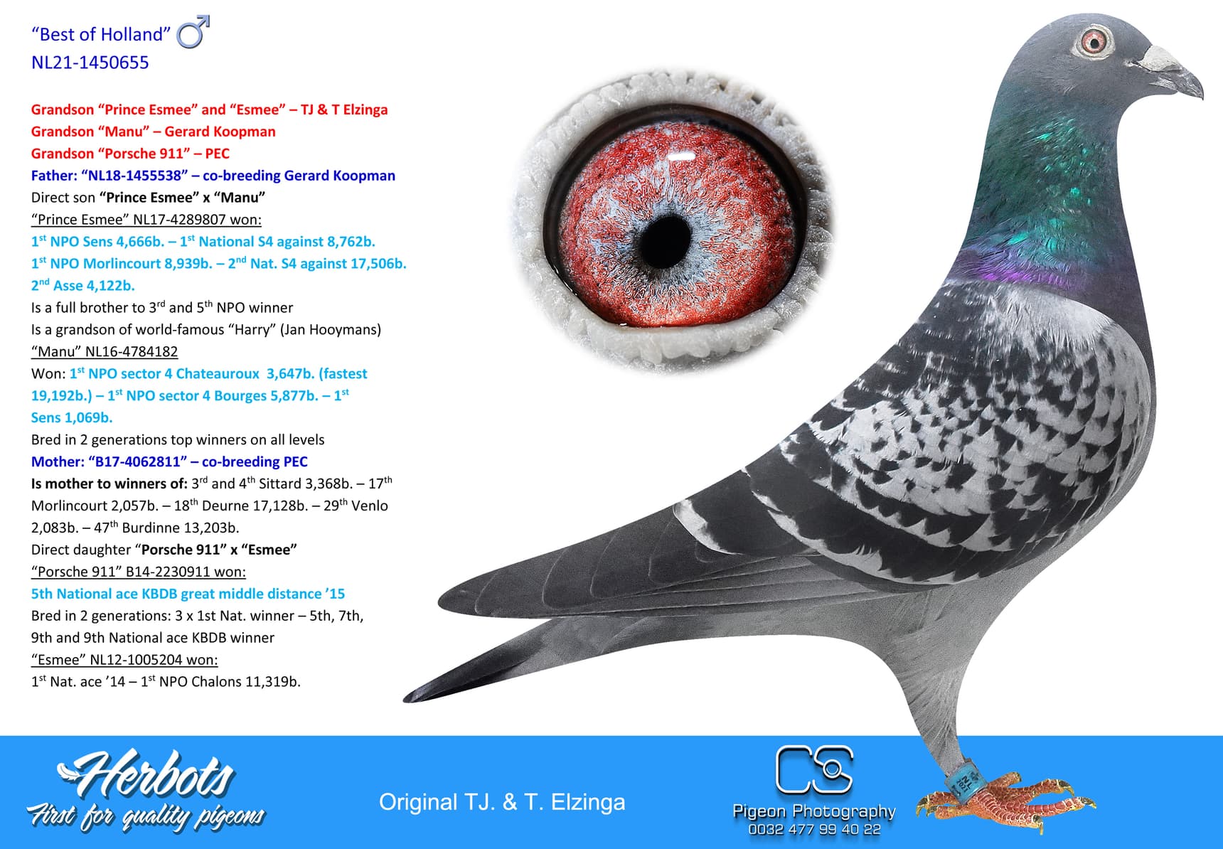 pigeon: “Best of Holland”