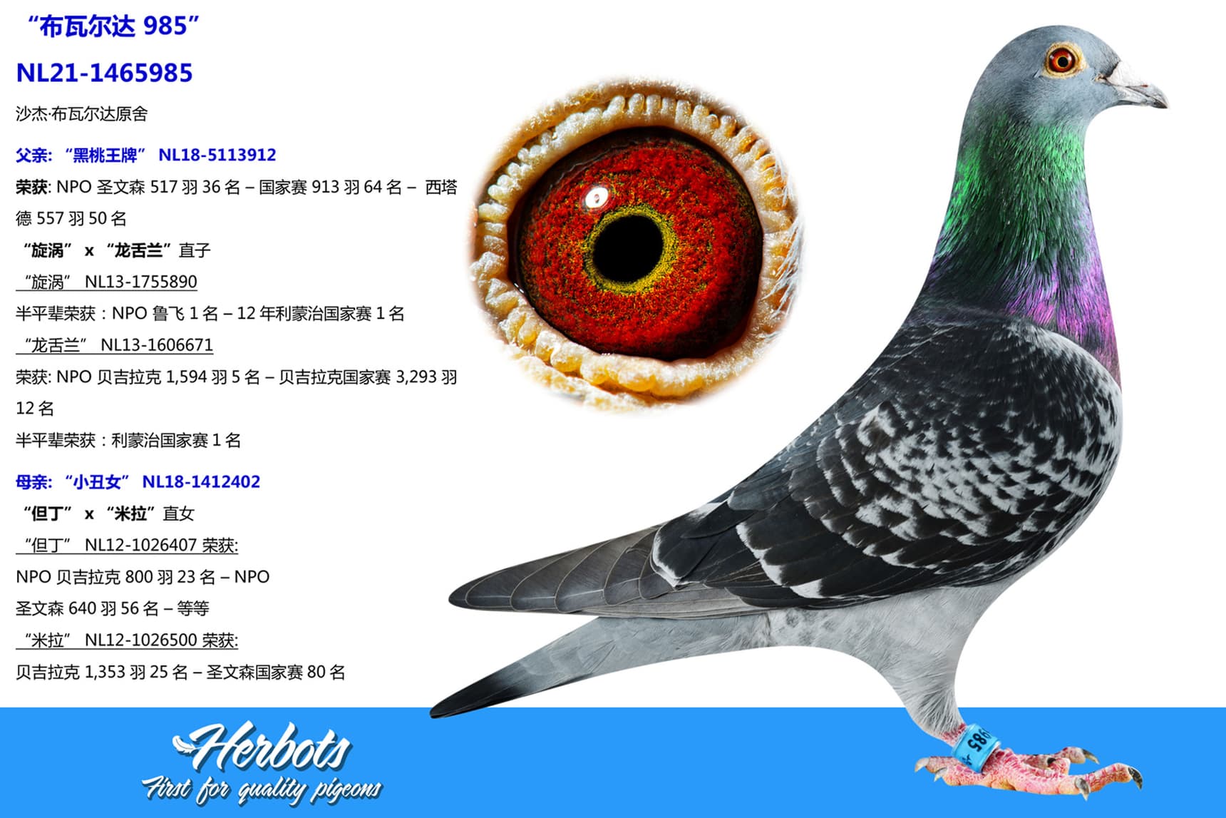 pigeon: undefined