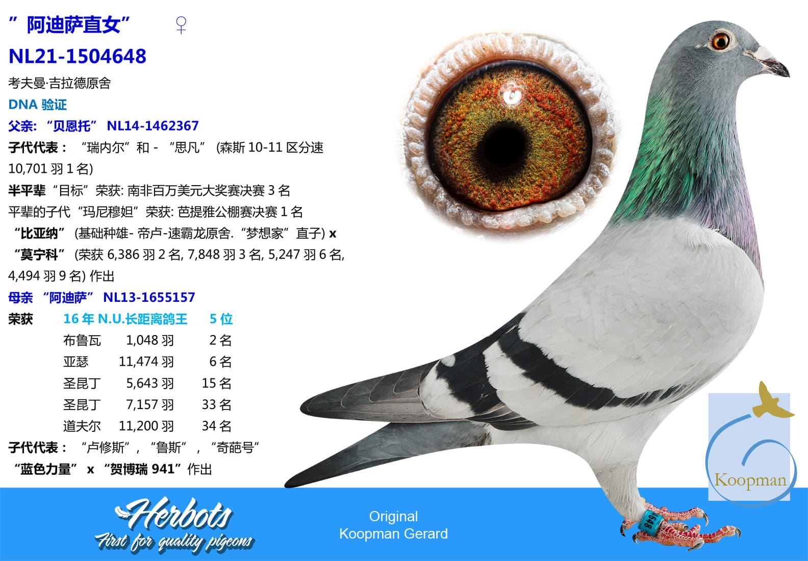 pigeon: undefined