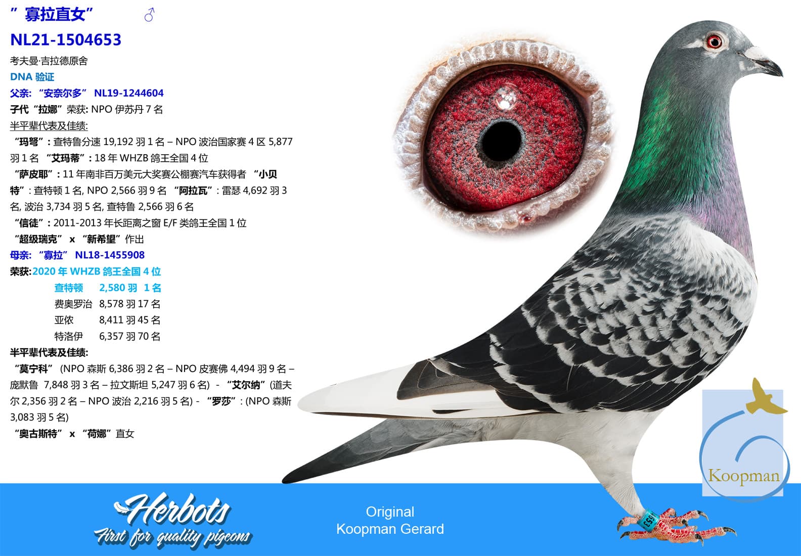 pigeon: undefined