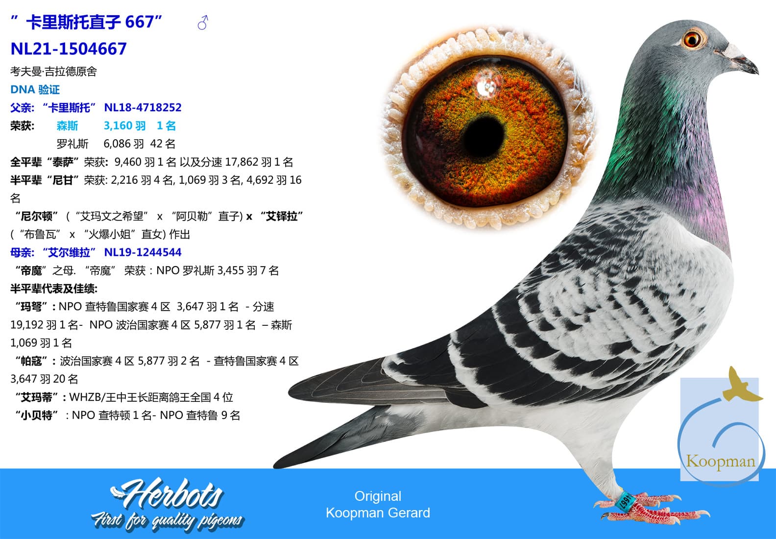 pigeon: ”卡里斯托直子667”		♂