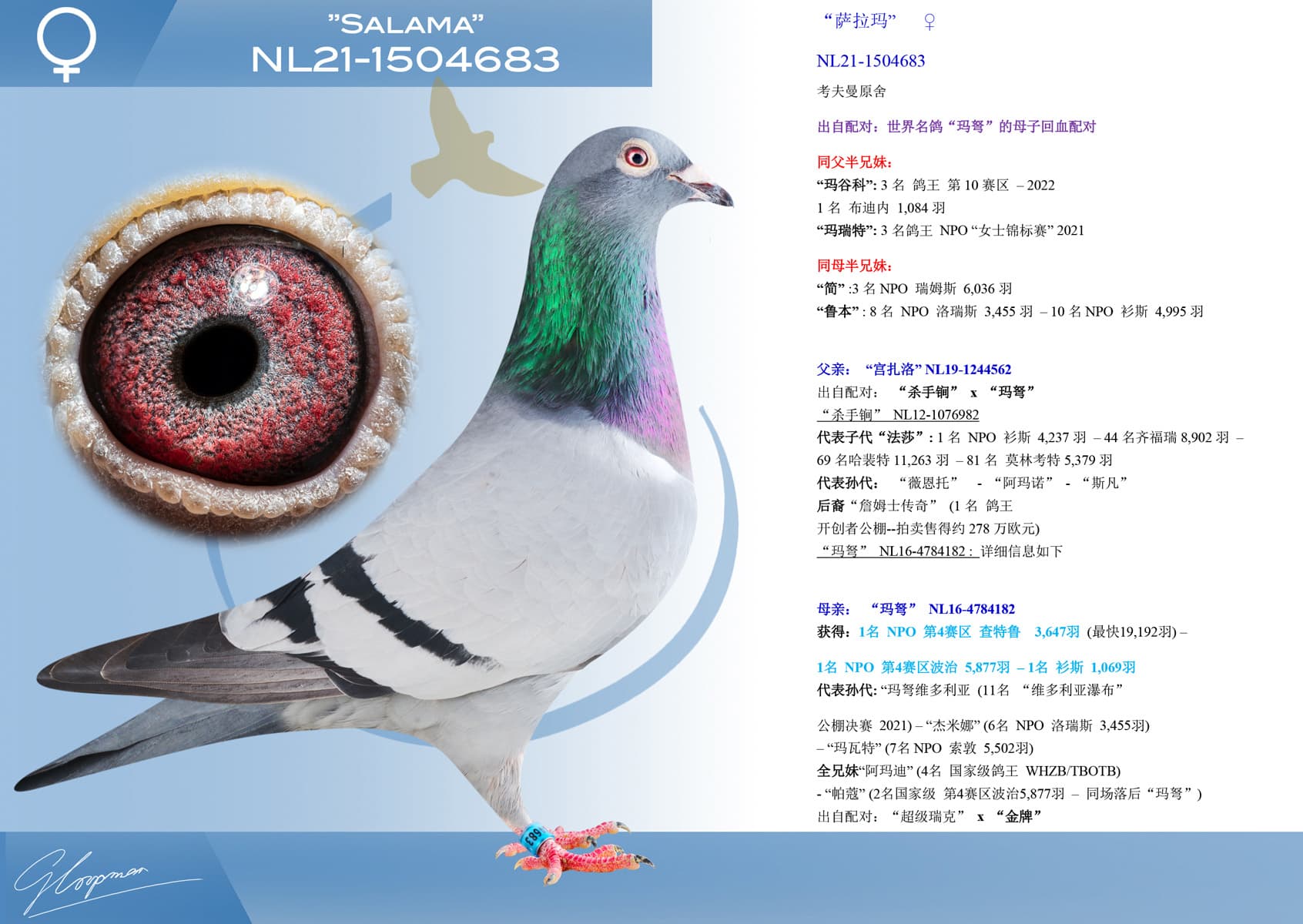 pigeon: undefined