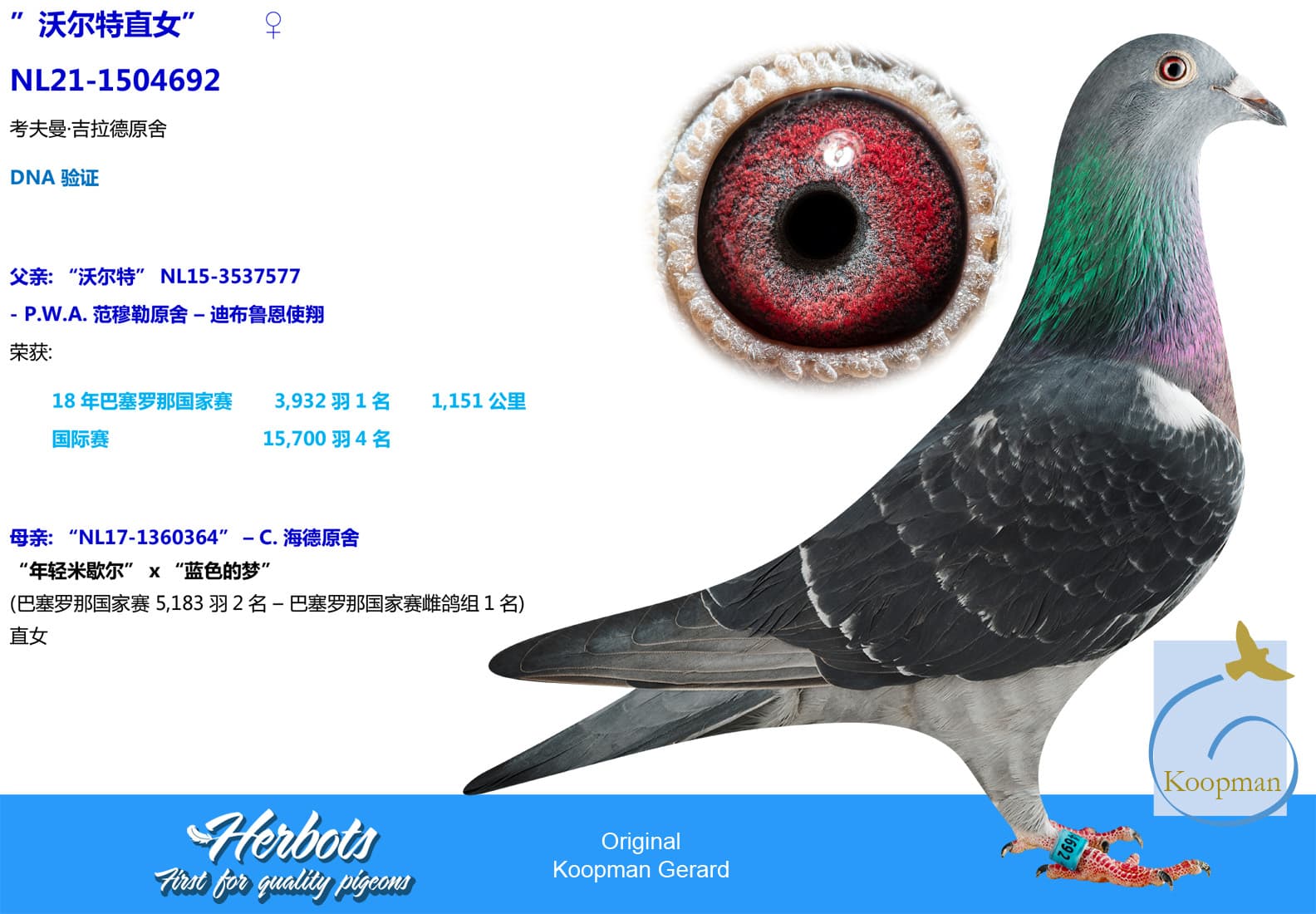 pigeon: undefined