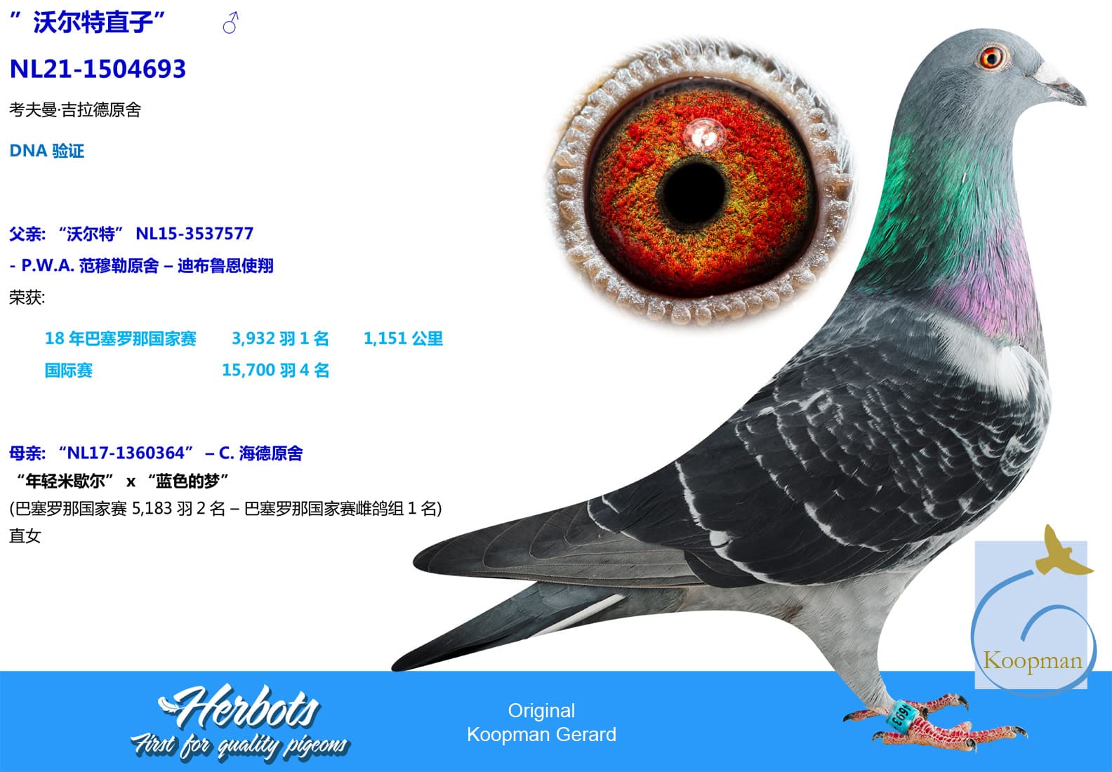 pigeon: undefined