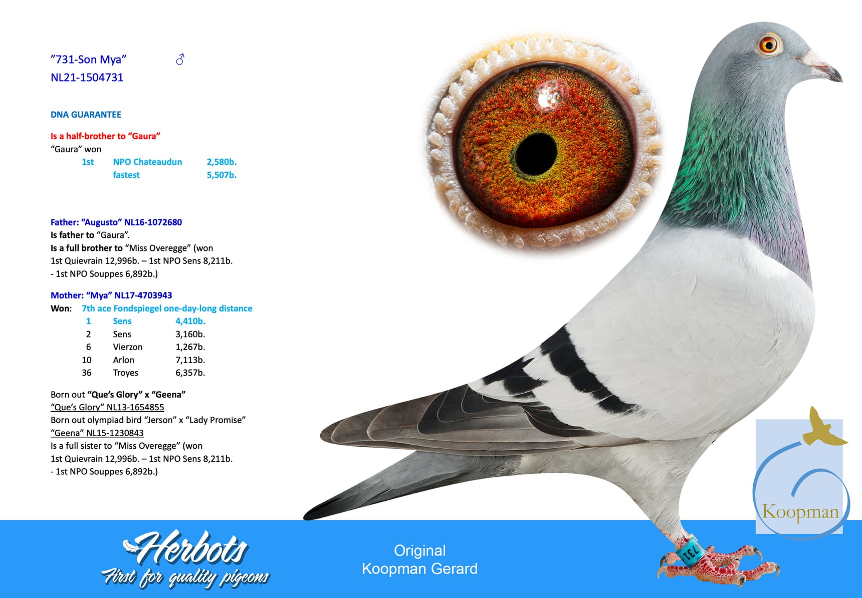 pigeon: undefined