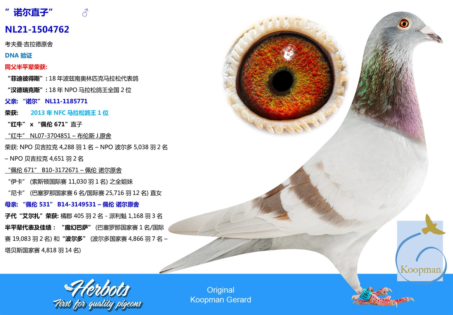 pigeon: undefined