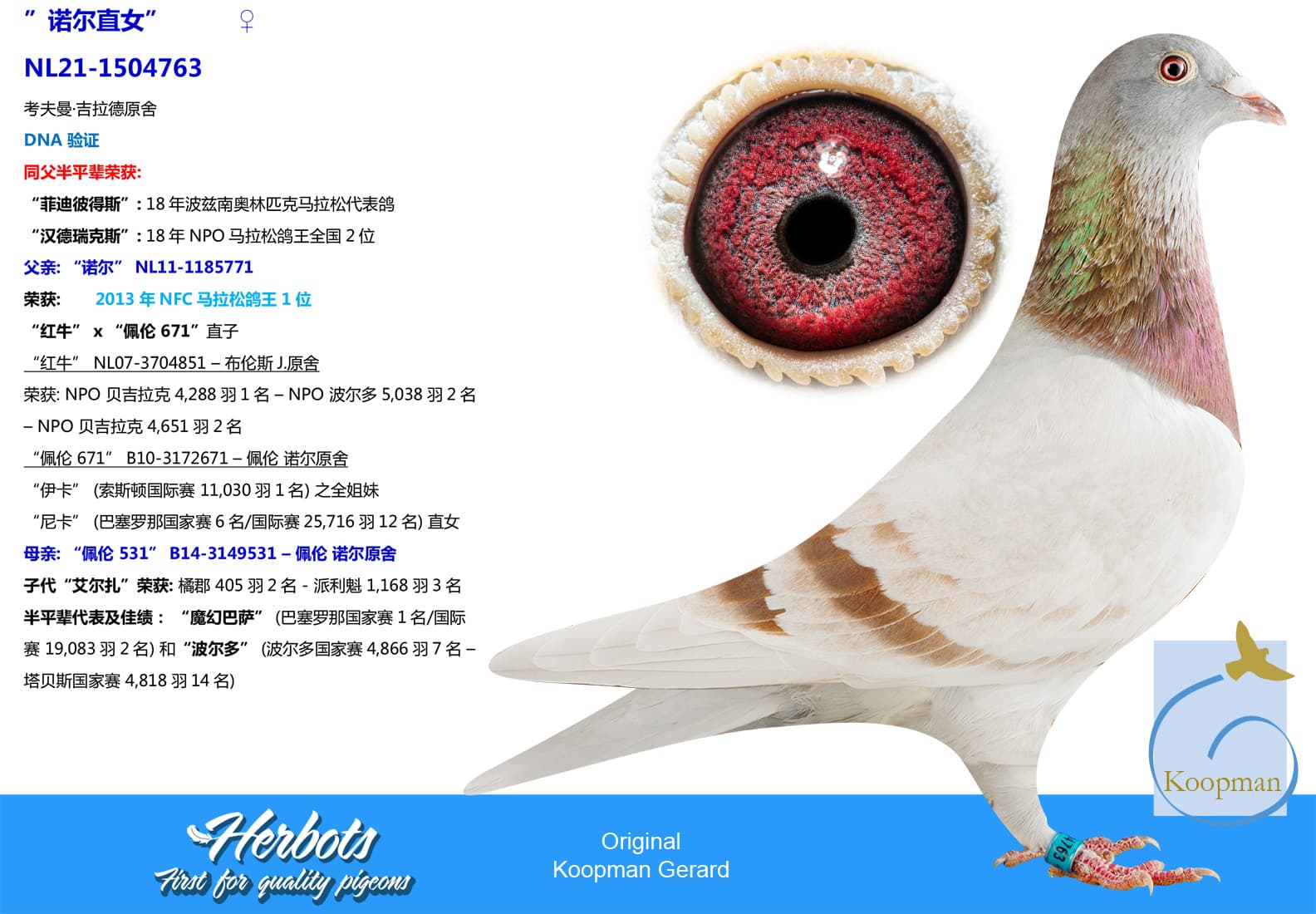 pigeon: undefined