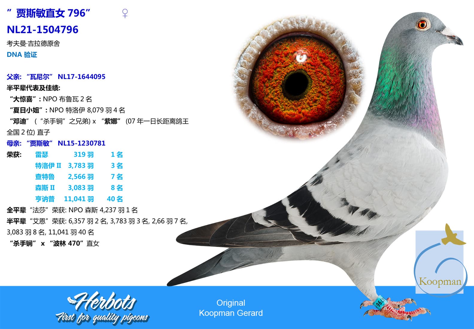 pigeon: ”贾斯敏直女796”