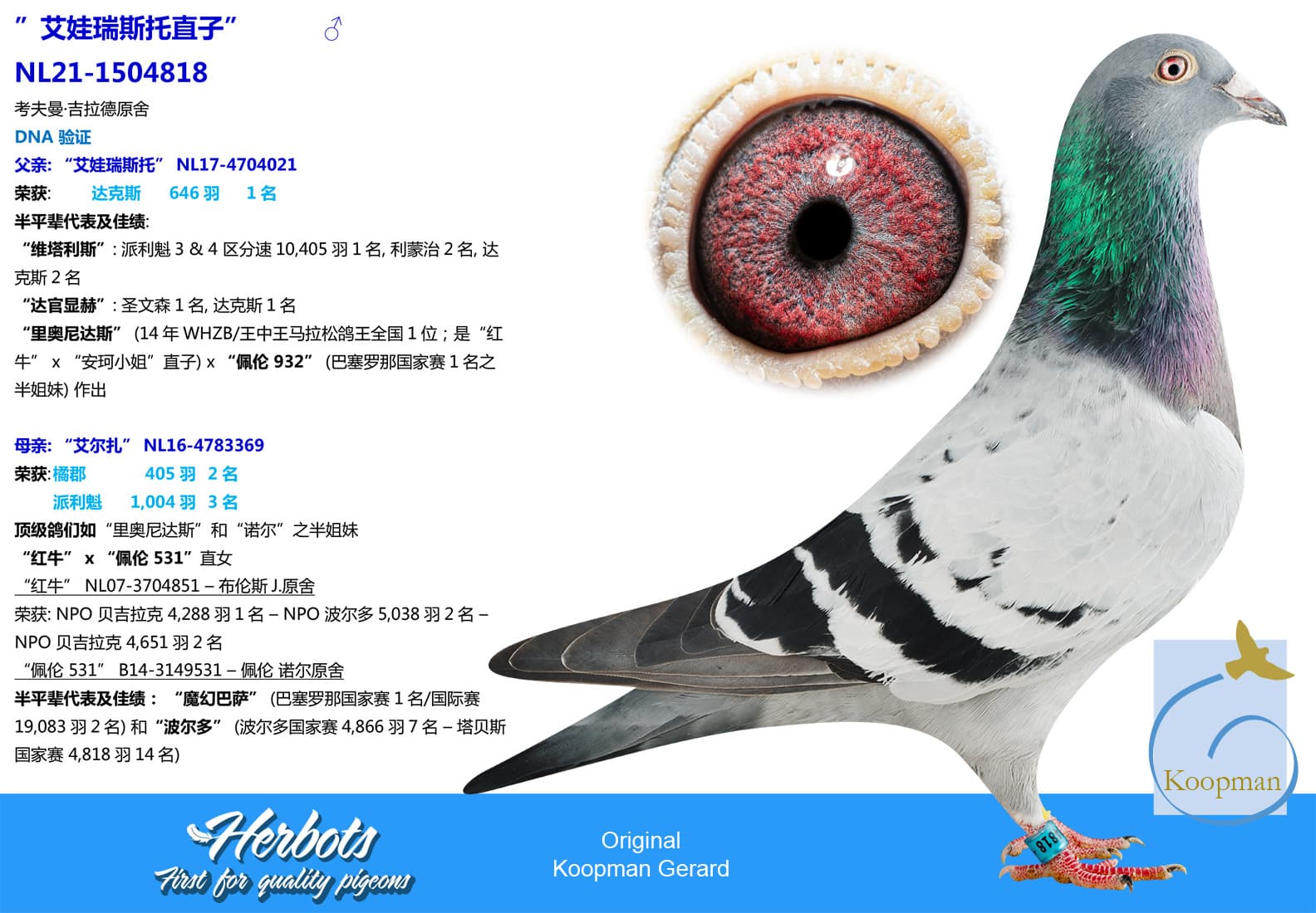 pigeon: undefined