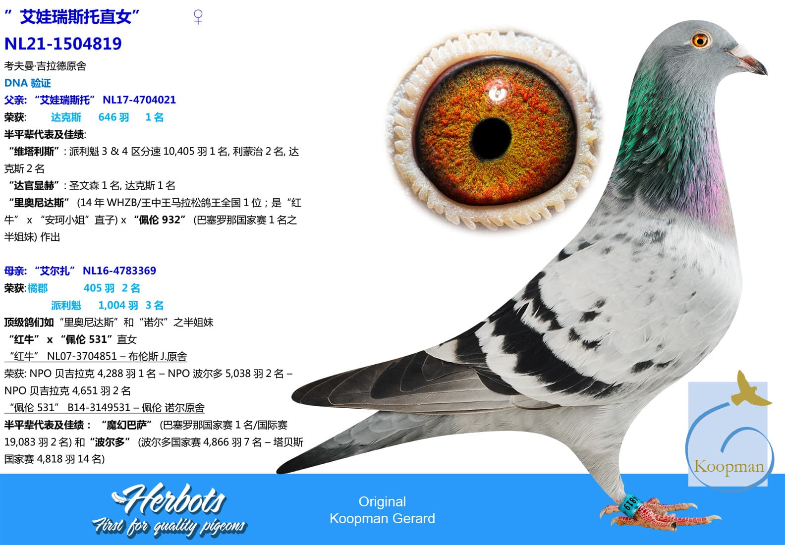 pigeon: undefined