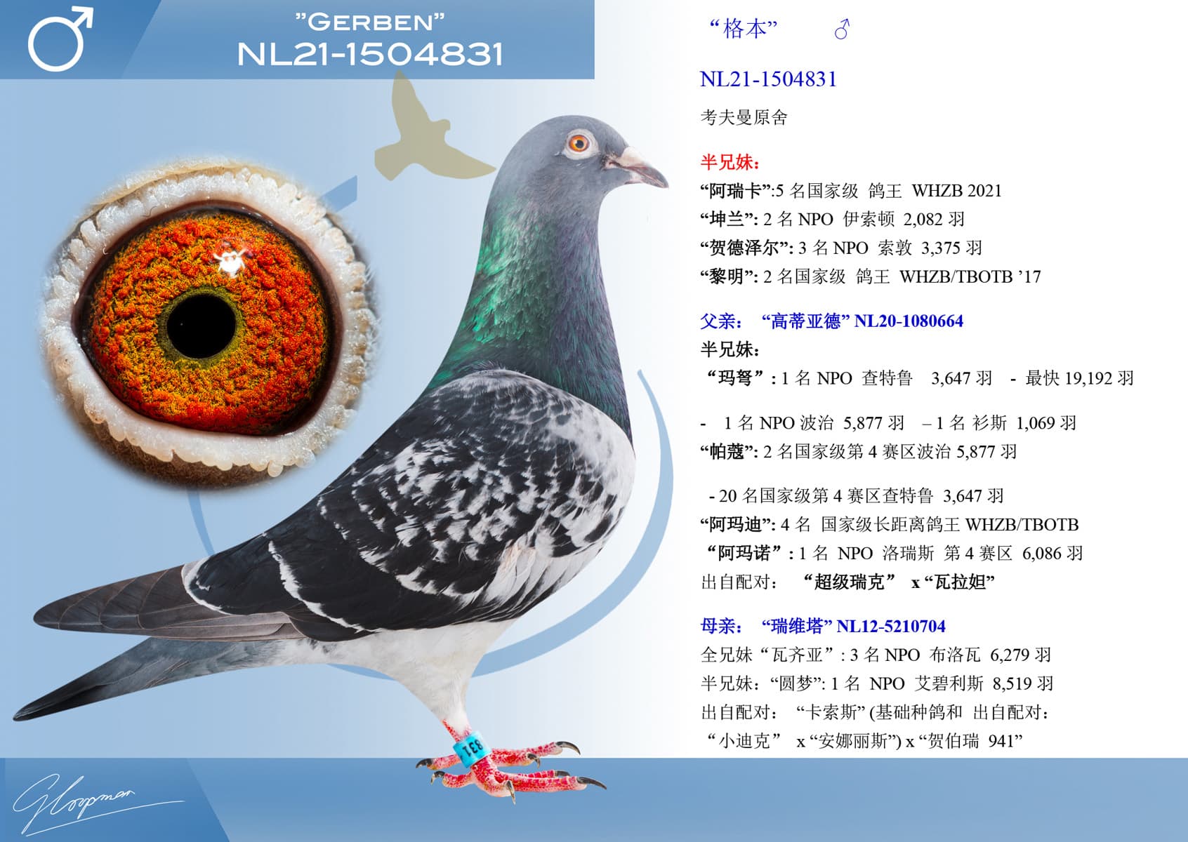 pigeon: undefined