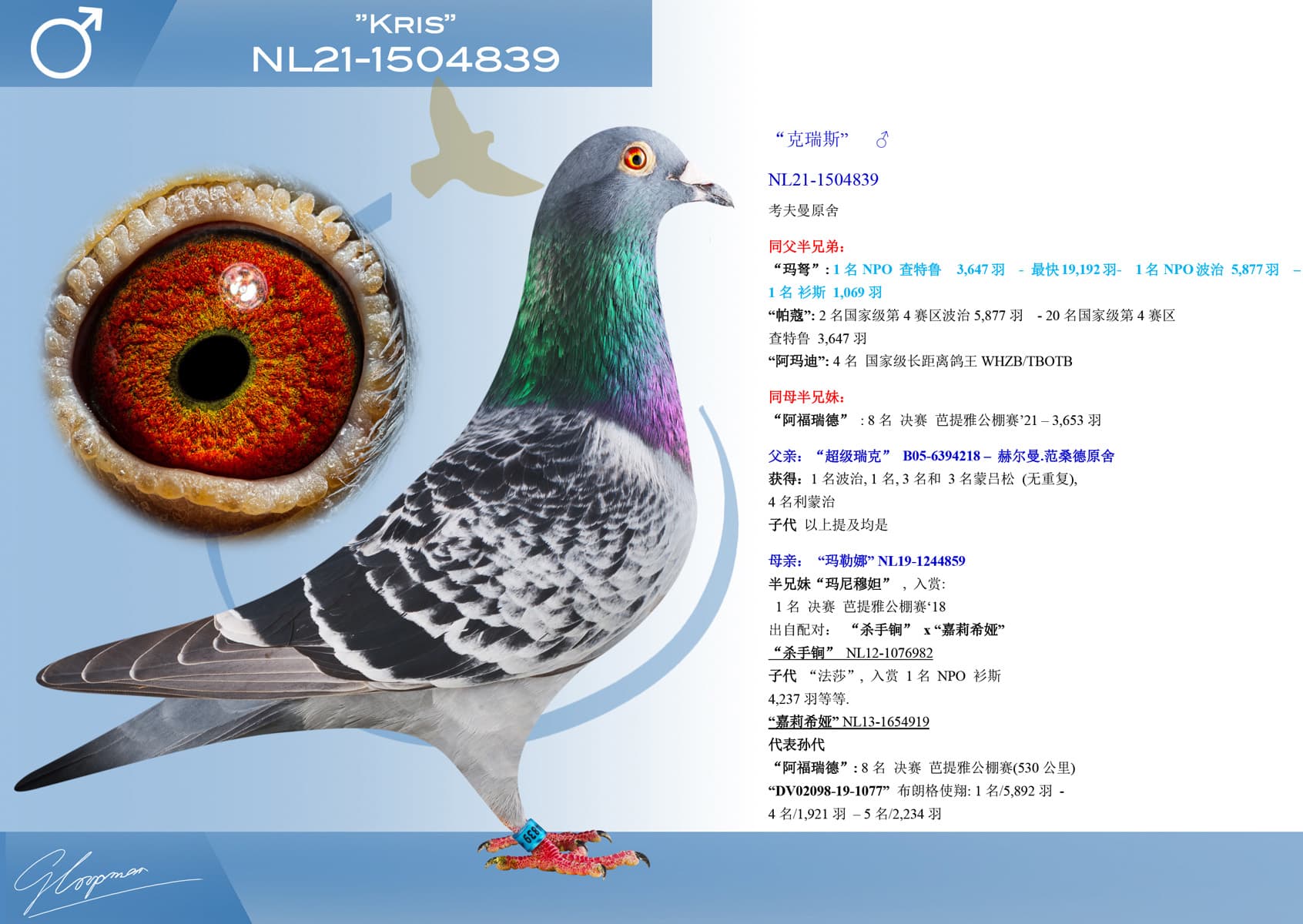 pigeon: undefined