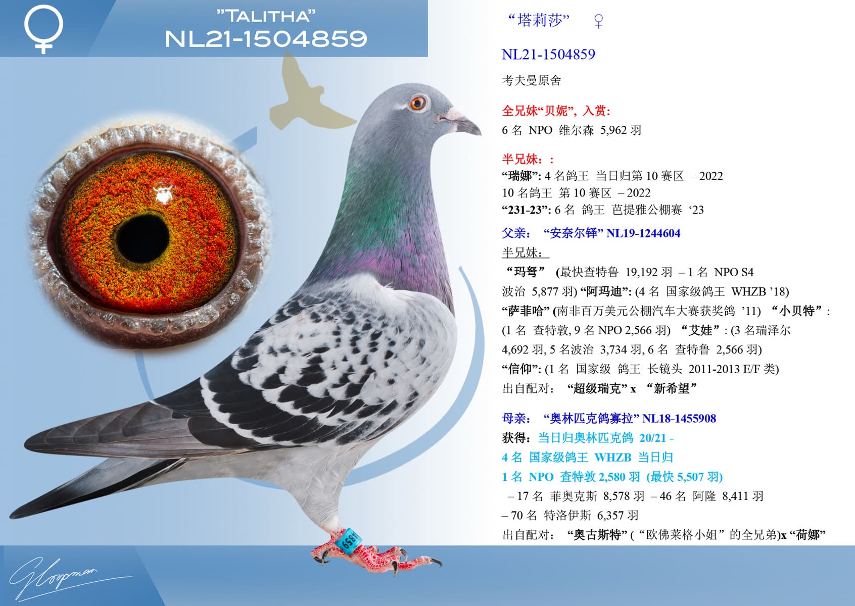 pigeon: undefined