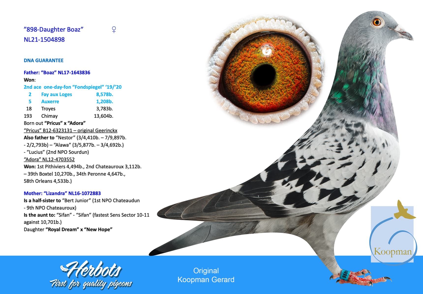 pigeon: undefined