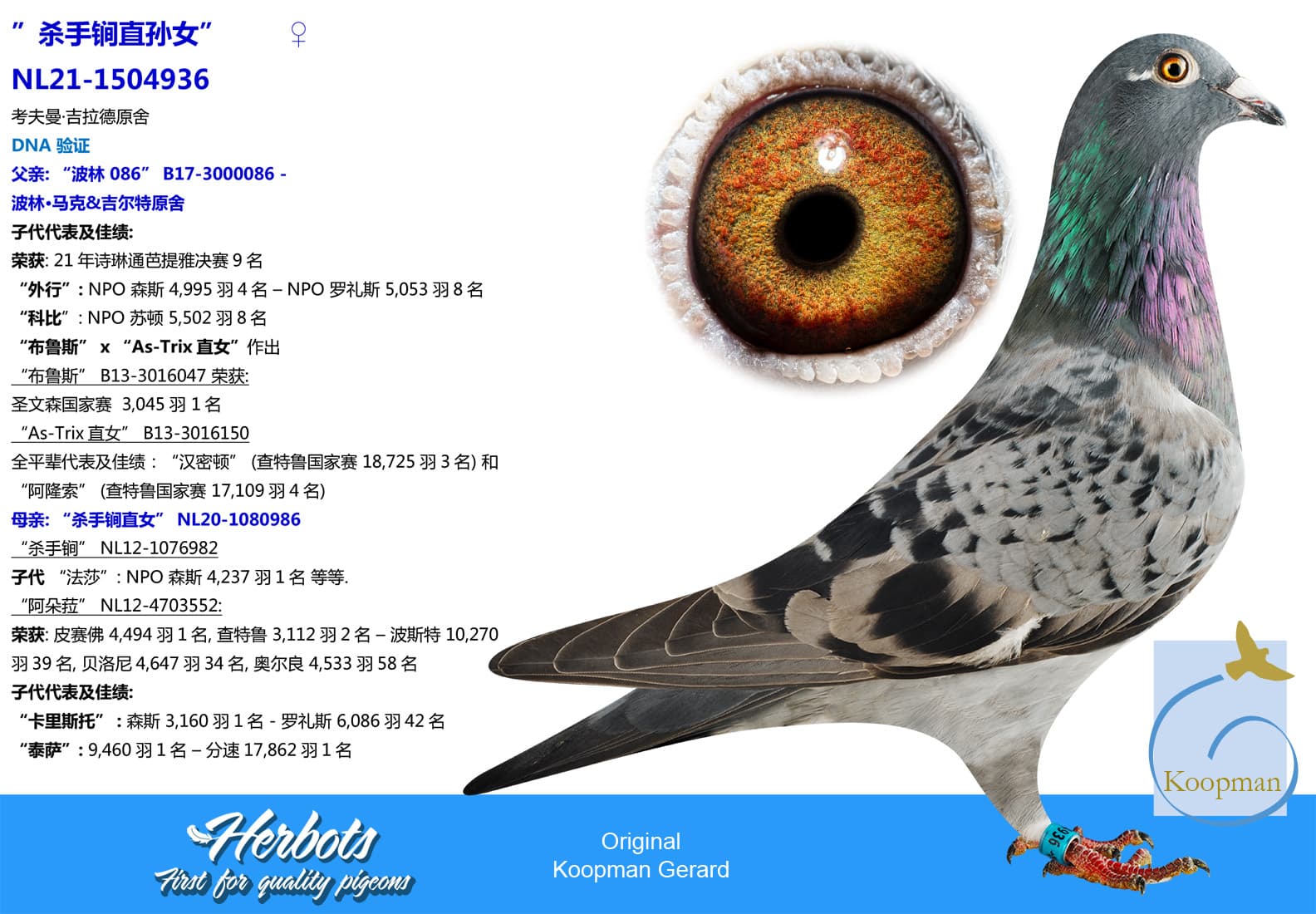 pigeon: undefined