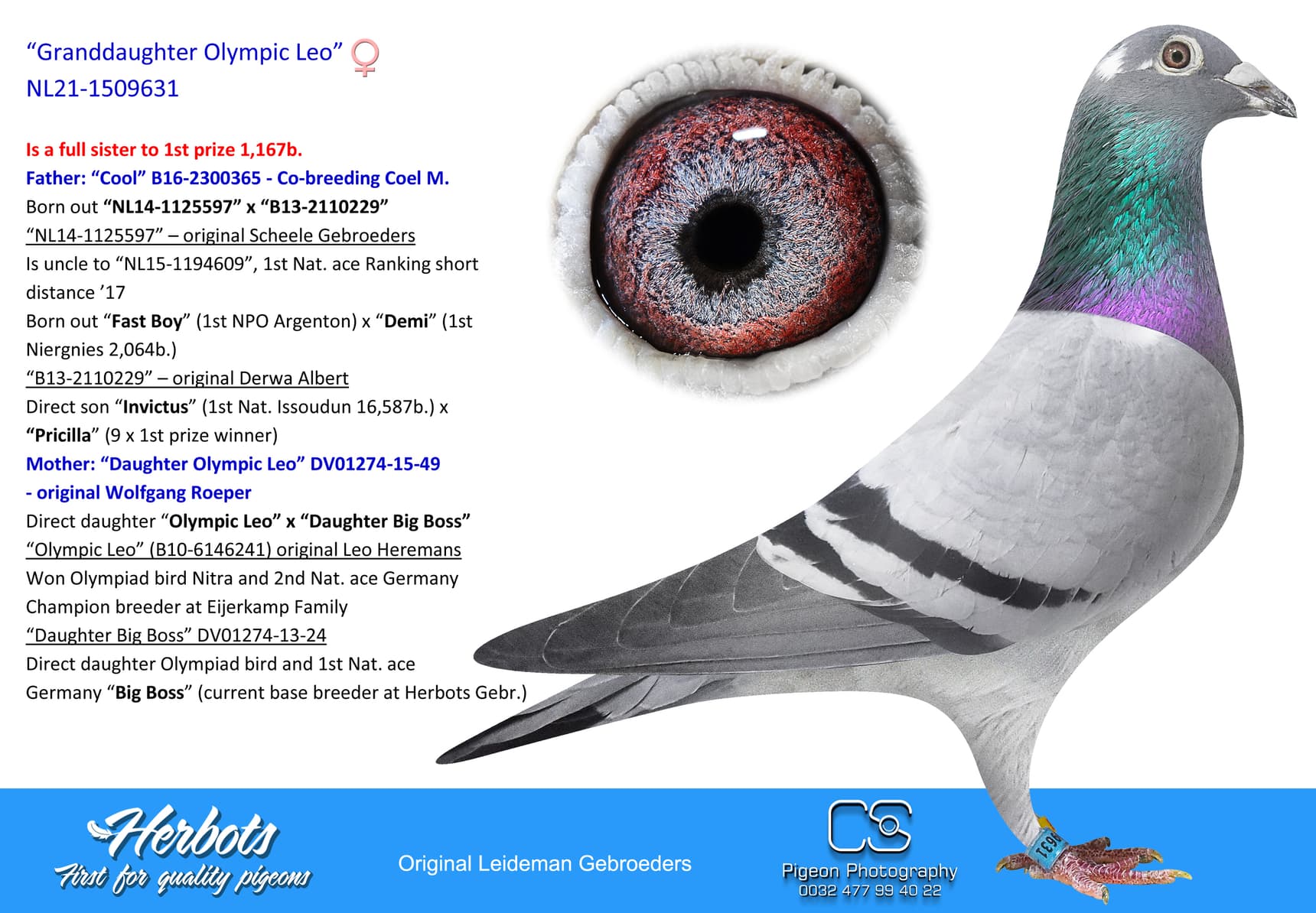 pigeon: “Granddaughter Olympic Leo”