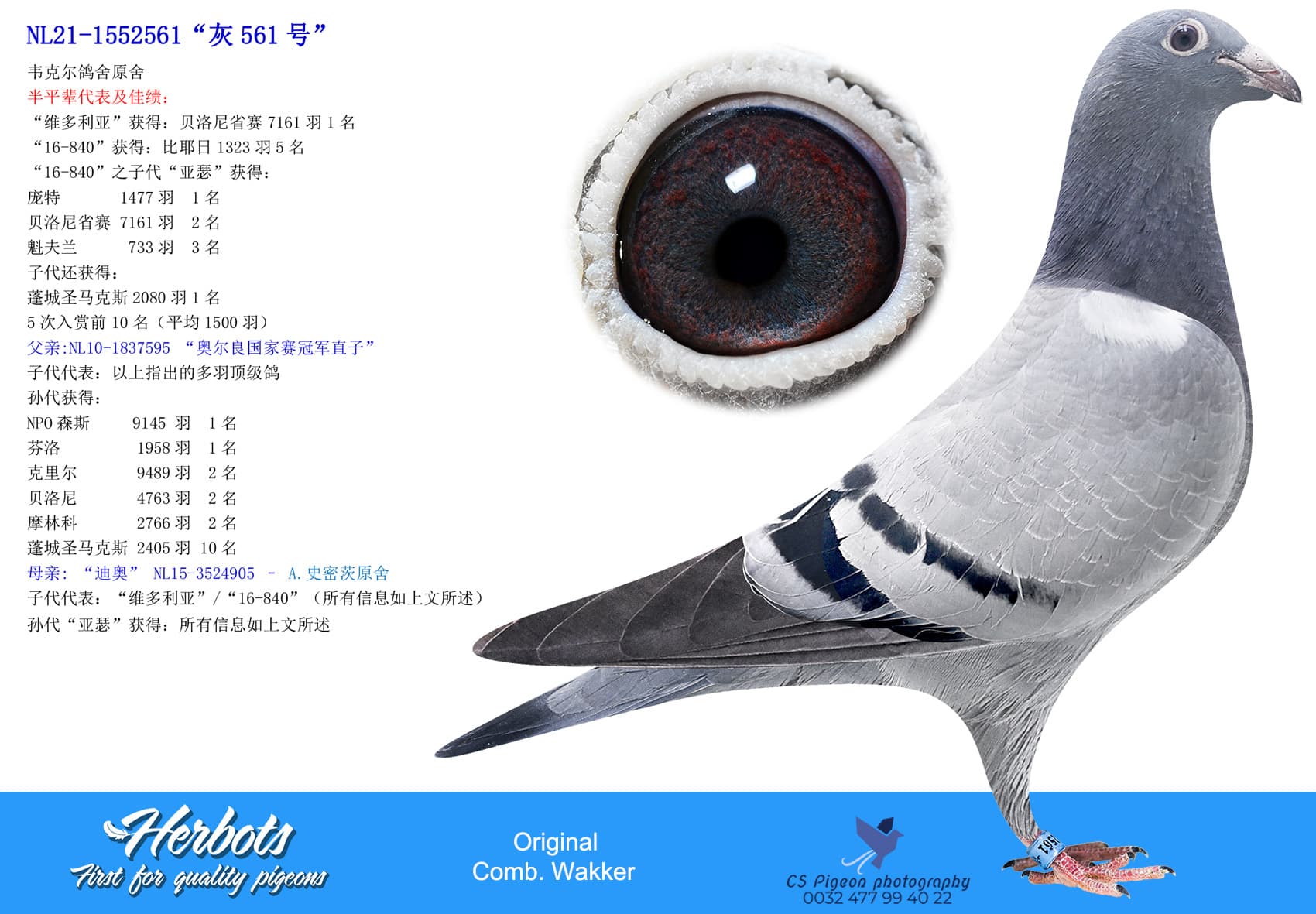 pigeon: undefined