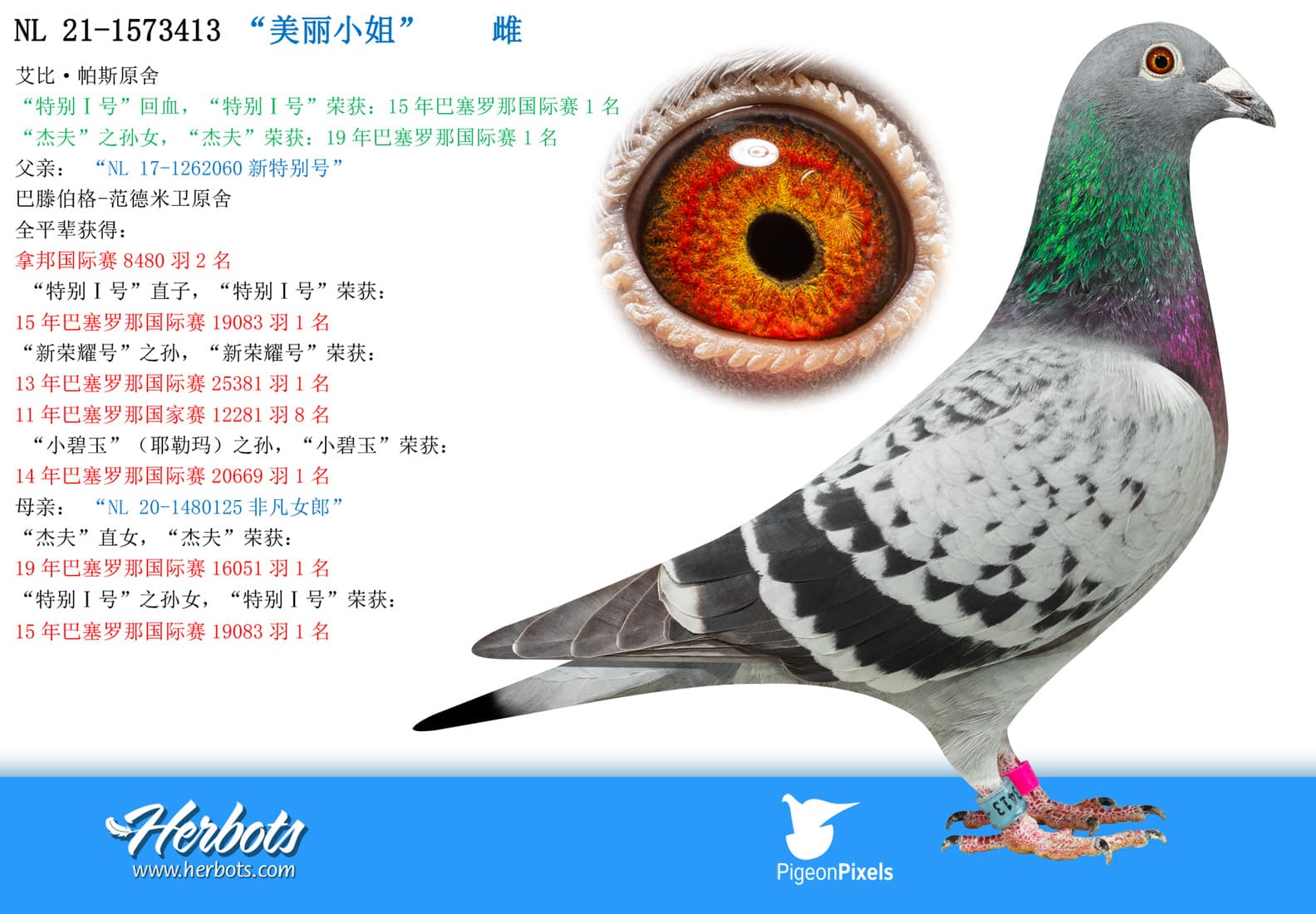 pigeon: “美丽小姐”
