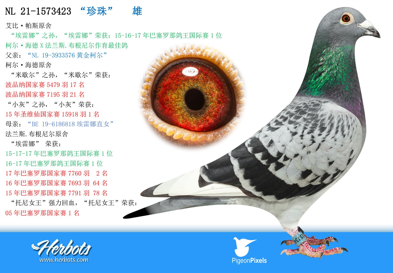 pigeon: “珍珠”