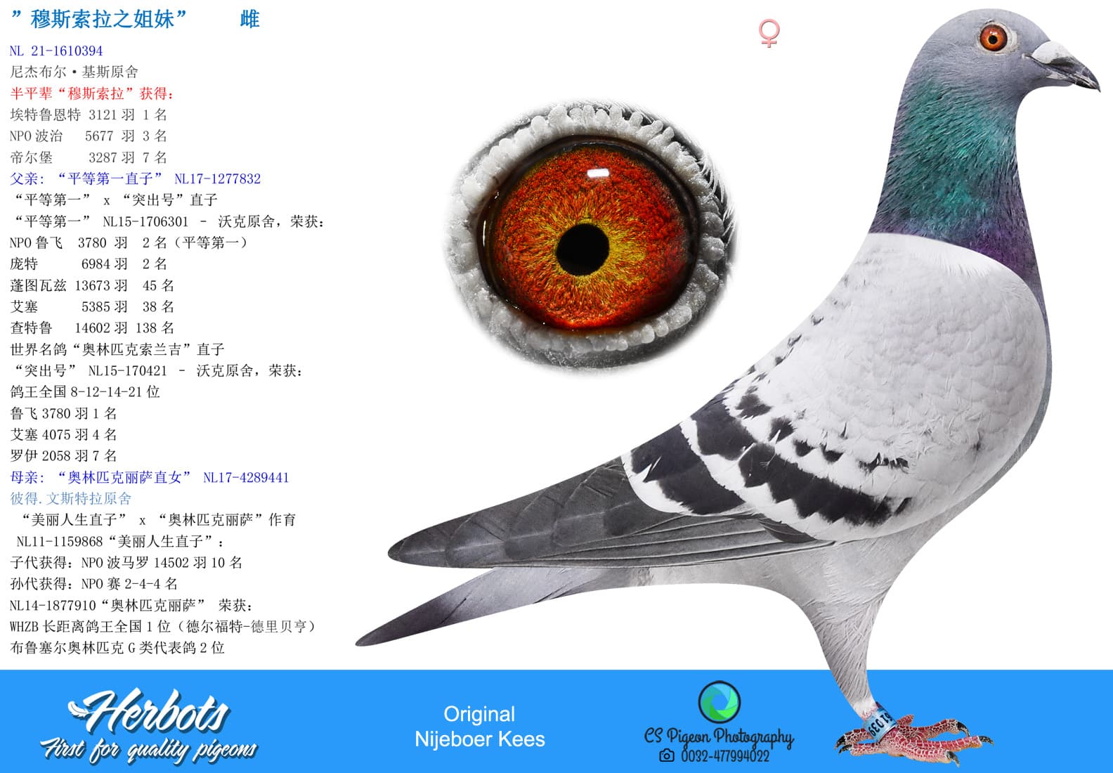 pigeon: undefined
