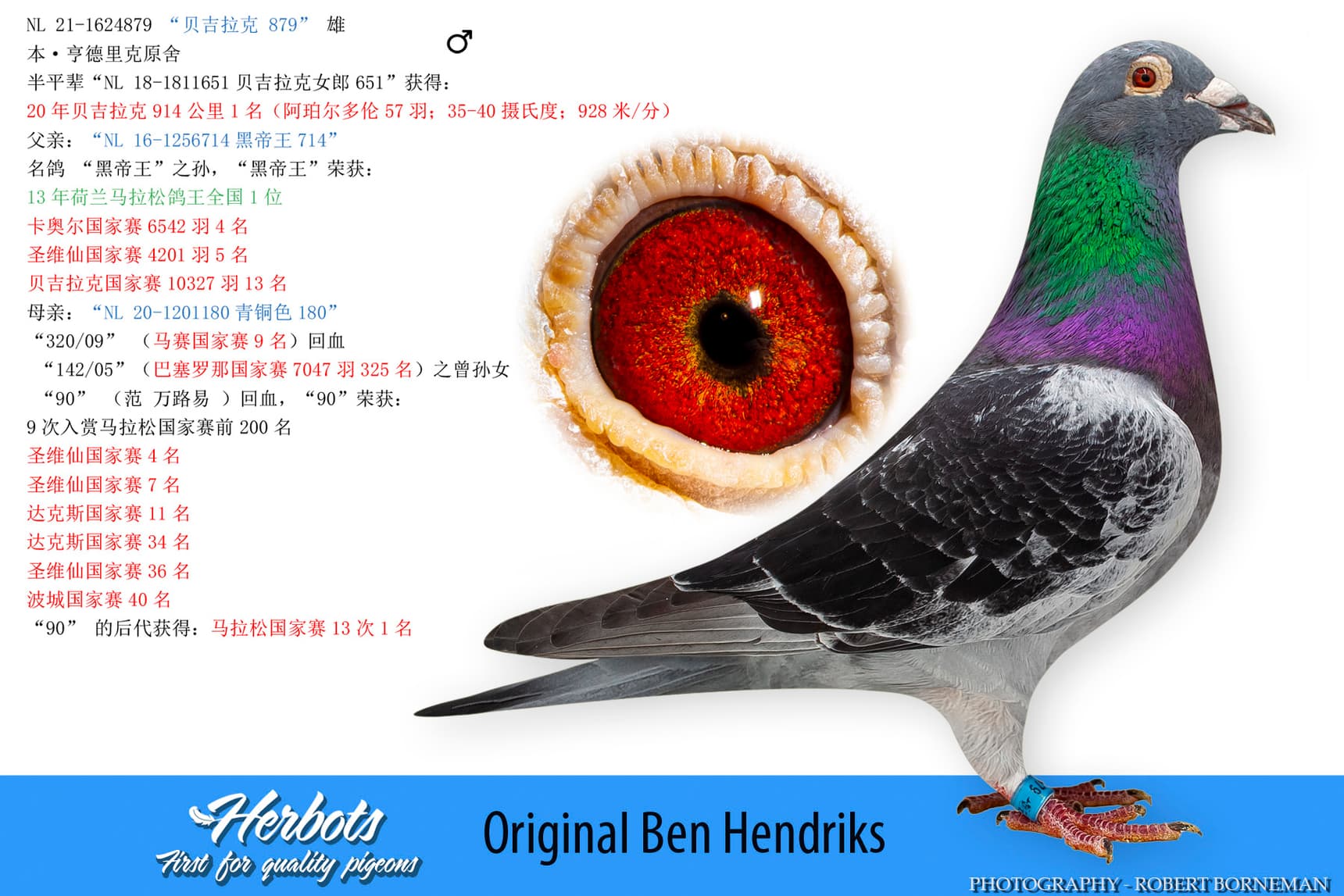 pigeon: undefined