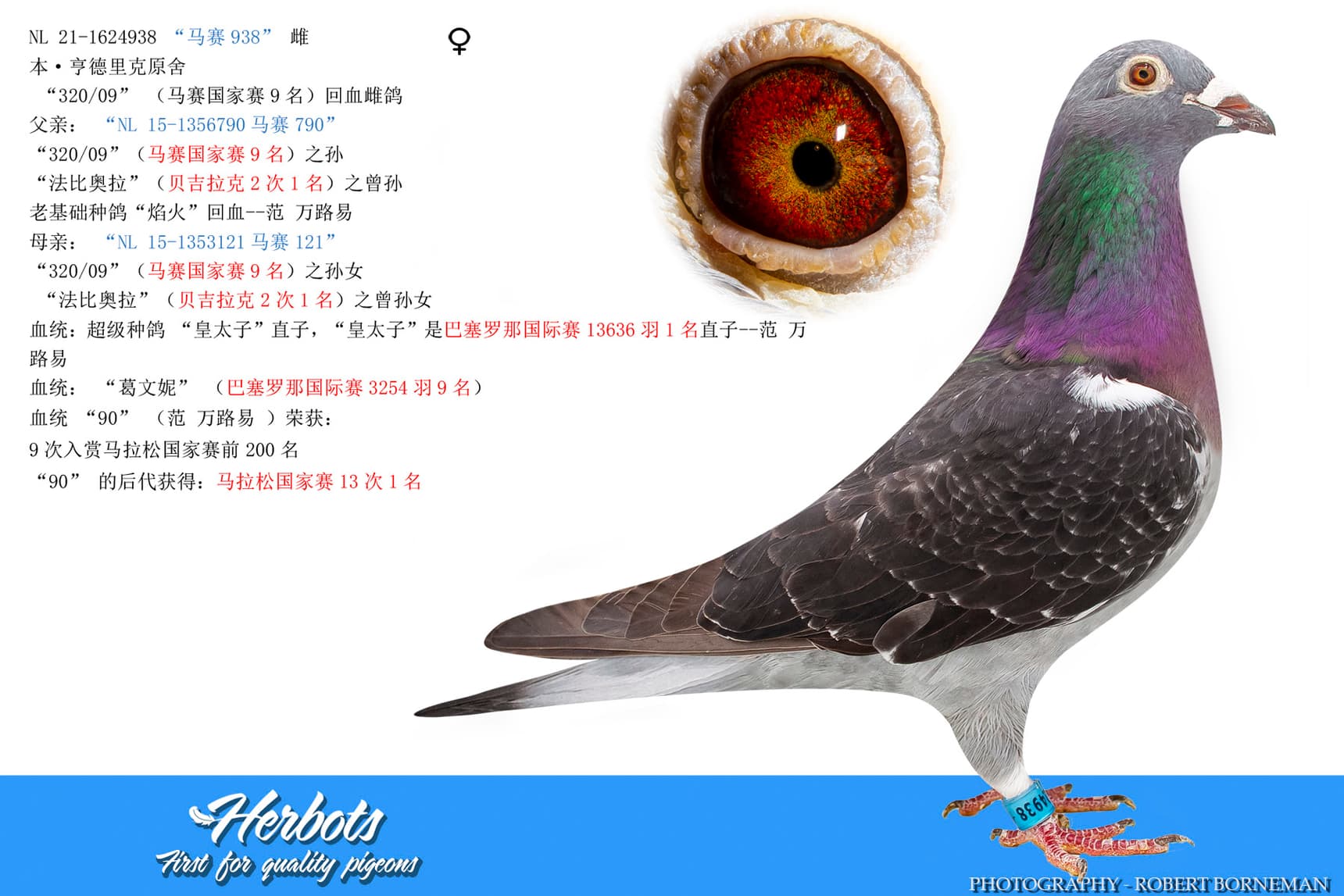 pigeon: undefined