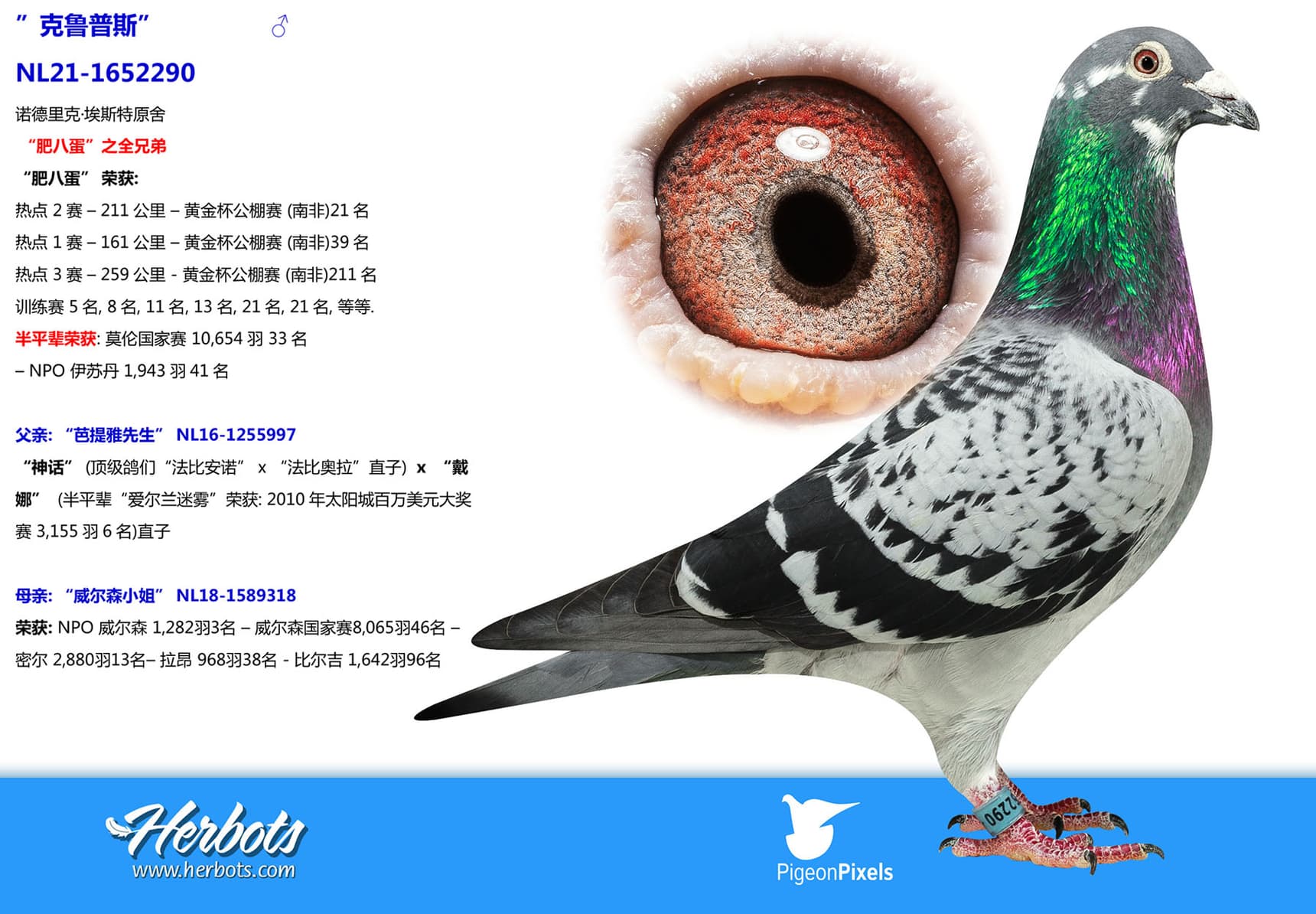 pigeon: ”克鲁普斯”