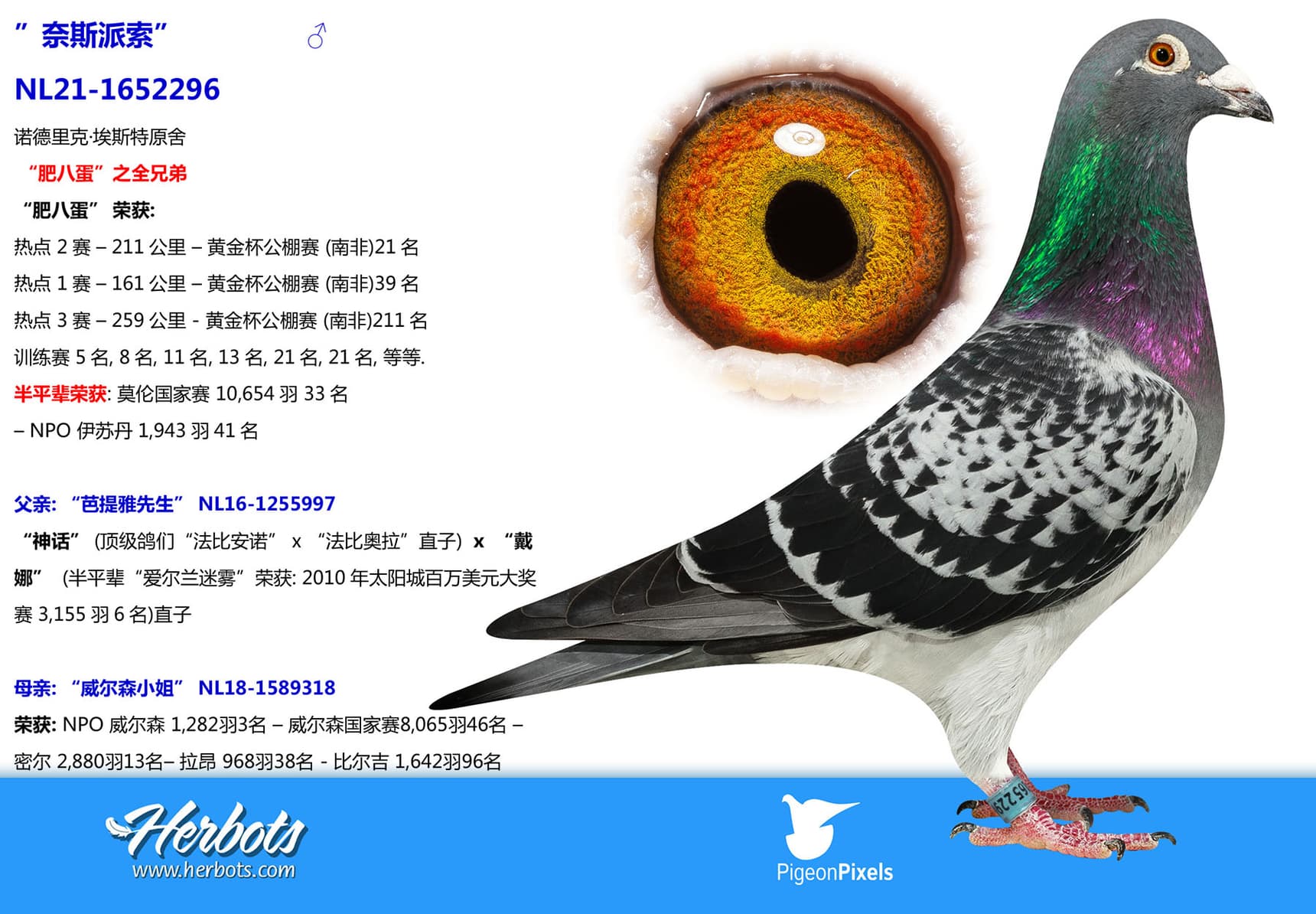 pigeon: ”奈斯派索”