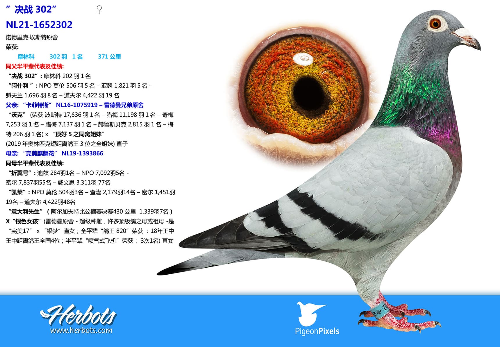 pigeon: undefined