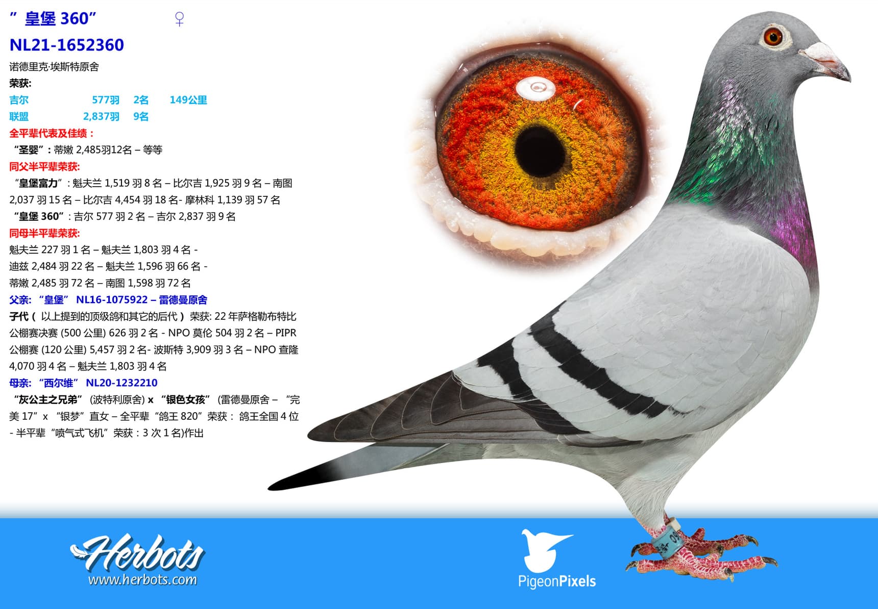 pigeon: undefined